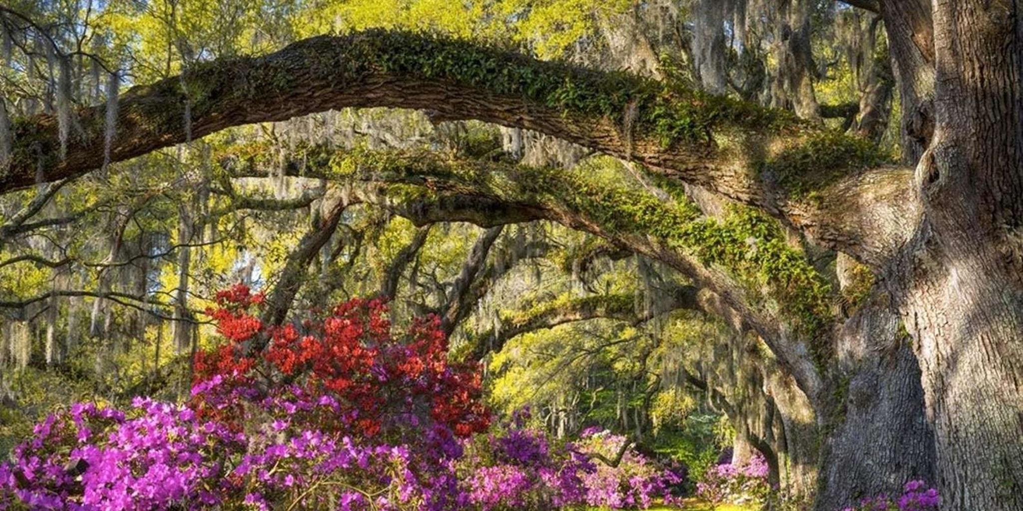 Charleston Magnolia Plantation Tour with Transport - Image 6