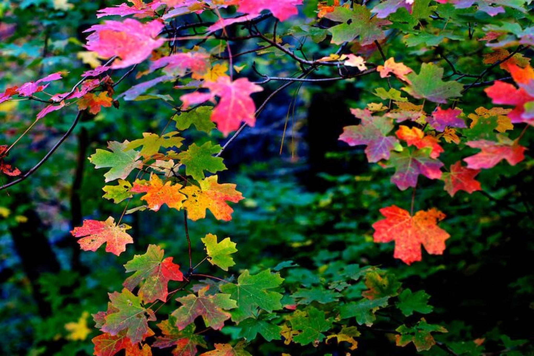 Tucson Forest Bathing and Meditation on Mt Lemmon - Image 4