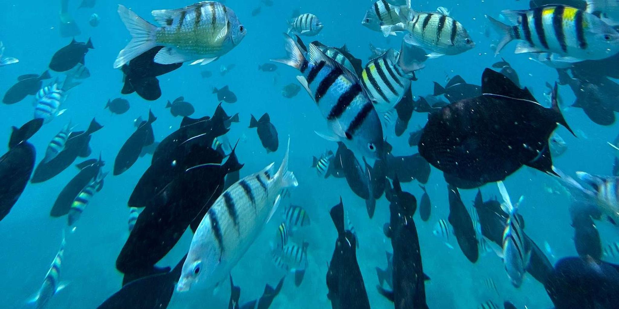 Kona Dolphin Watch and Snorkel Tour - Image 3