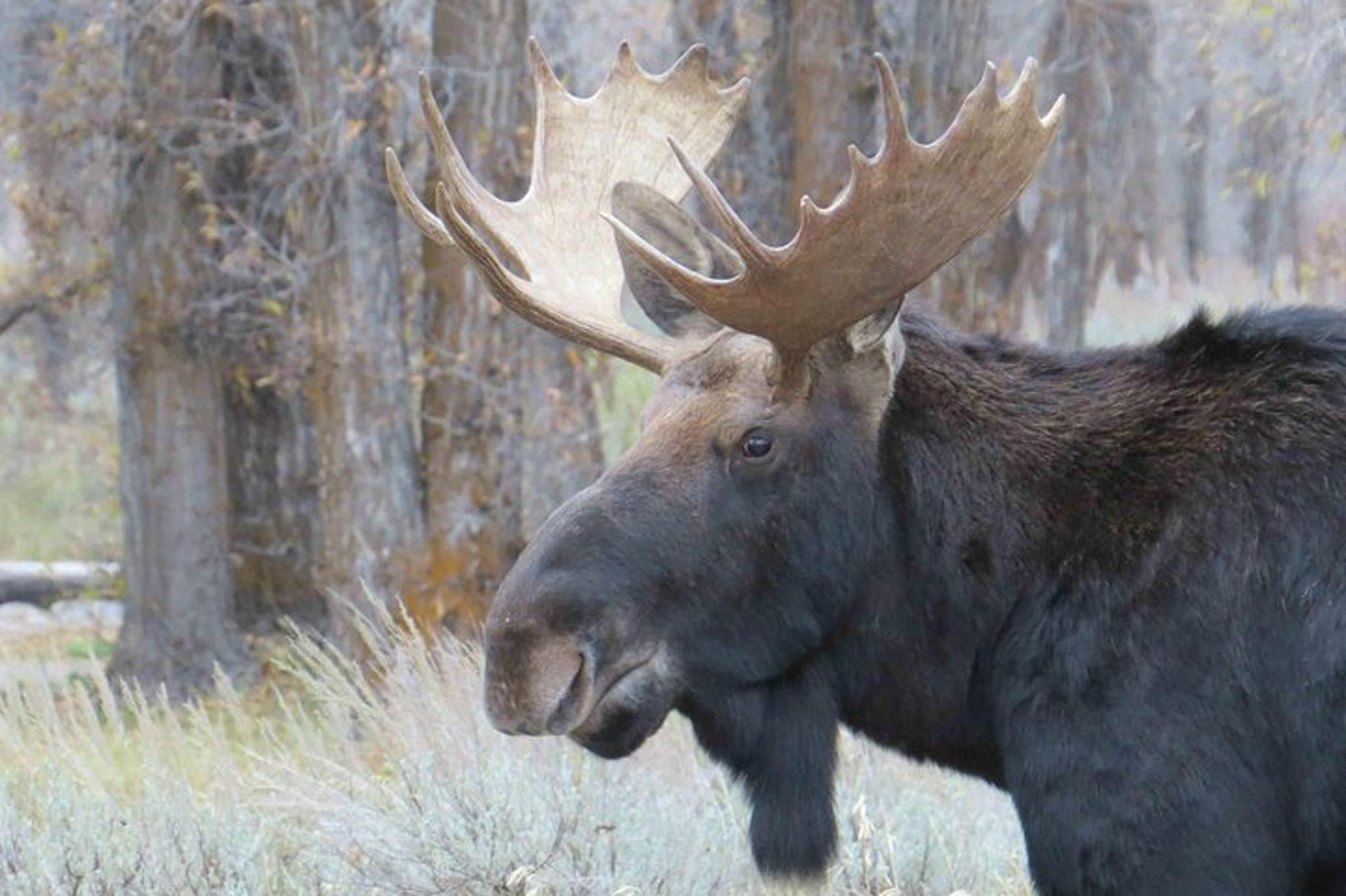 Jackson Hole Grand Teton National Park Private Tour - Image 4