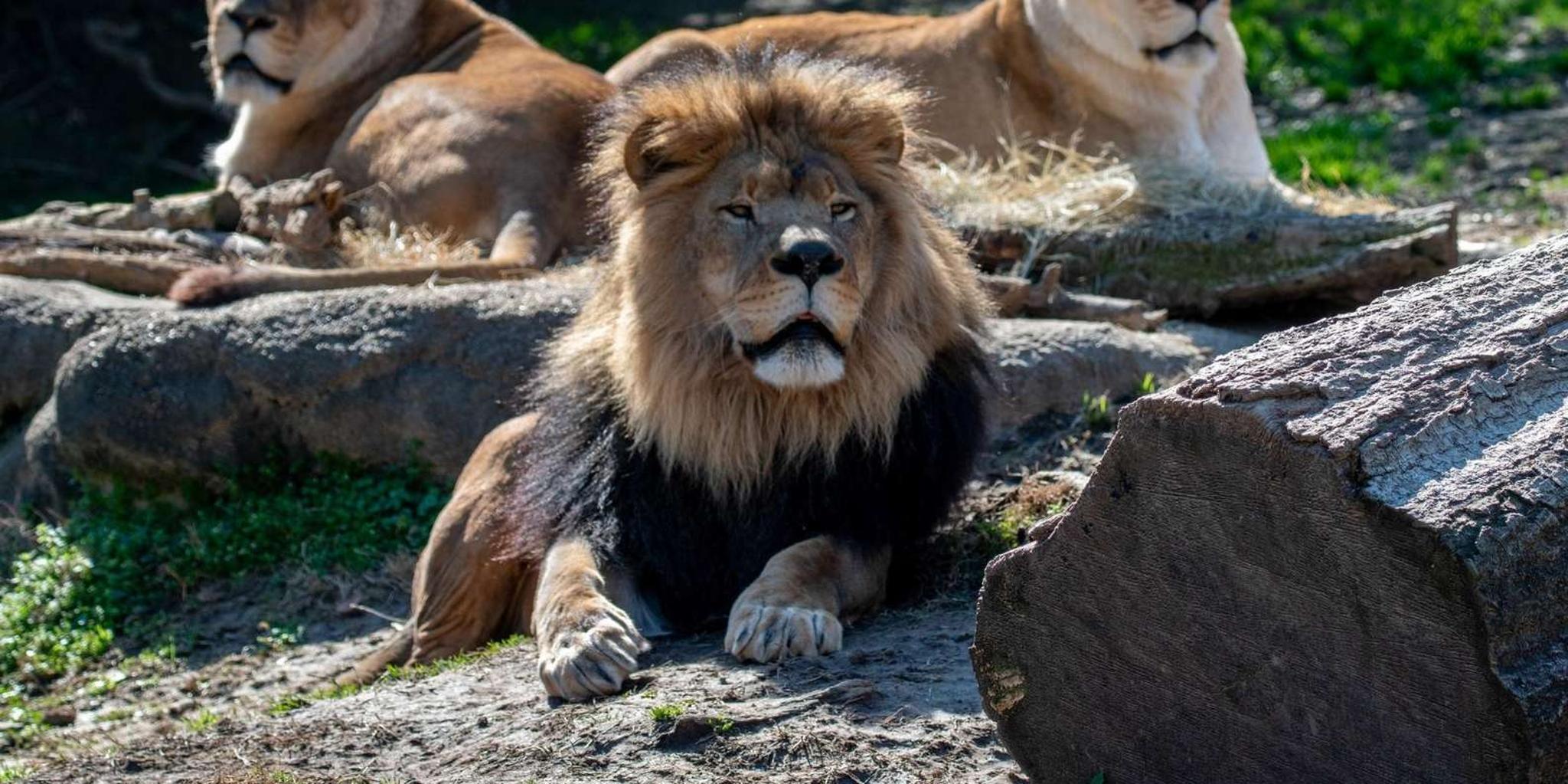 Memphis Zoo Entry Ticket - Image 2
