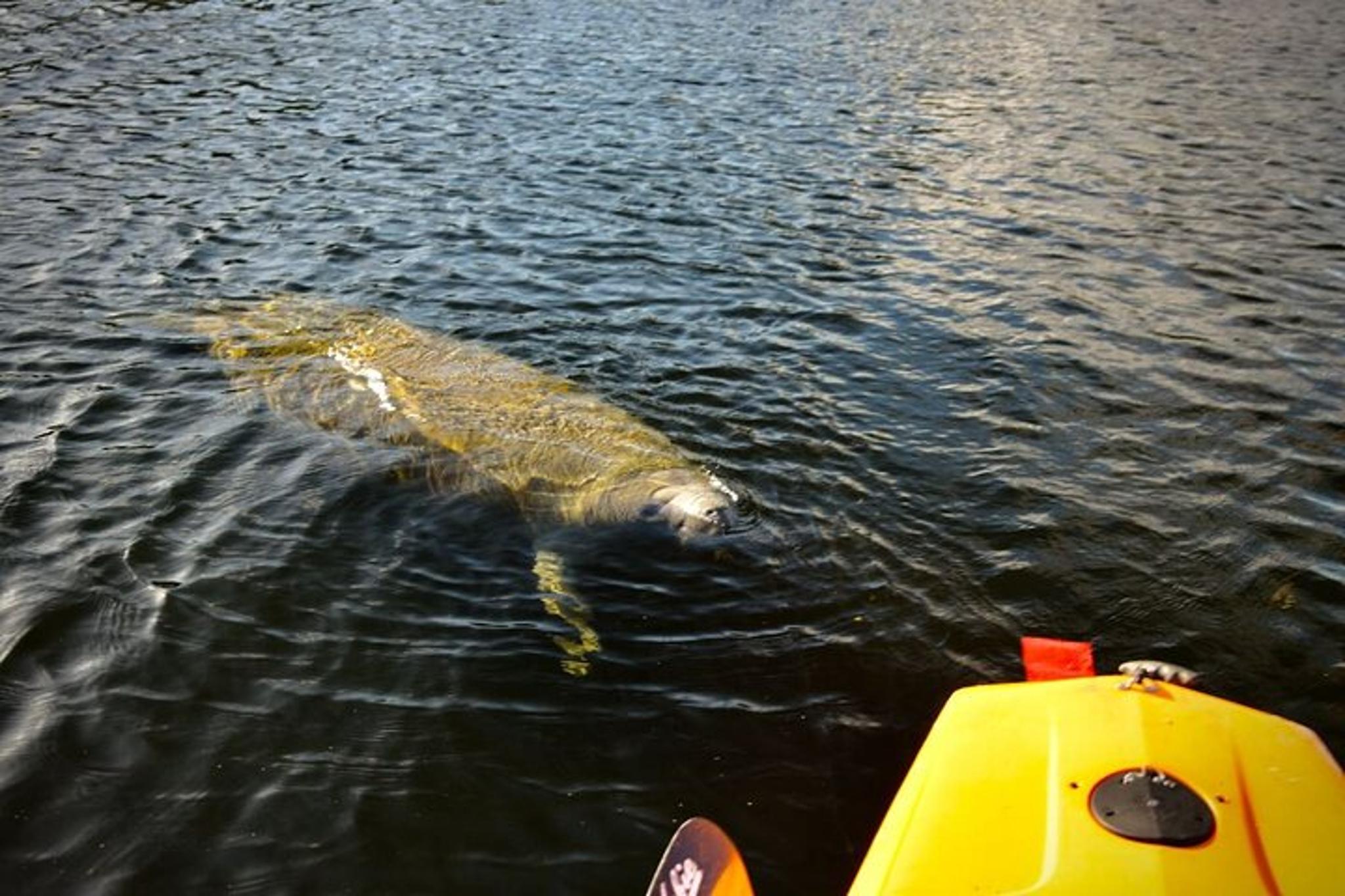 New Smyrna Beach Pedal Kayak Tour - Image 4