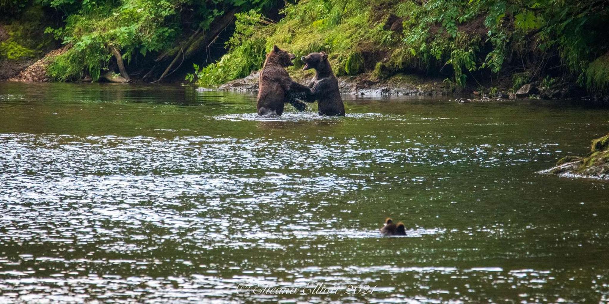 Hoonah Chichagof Island Brown Bear Search 3 hr - Image 6