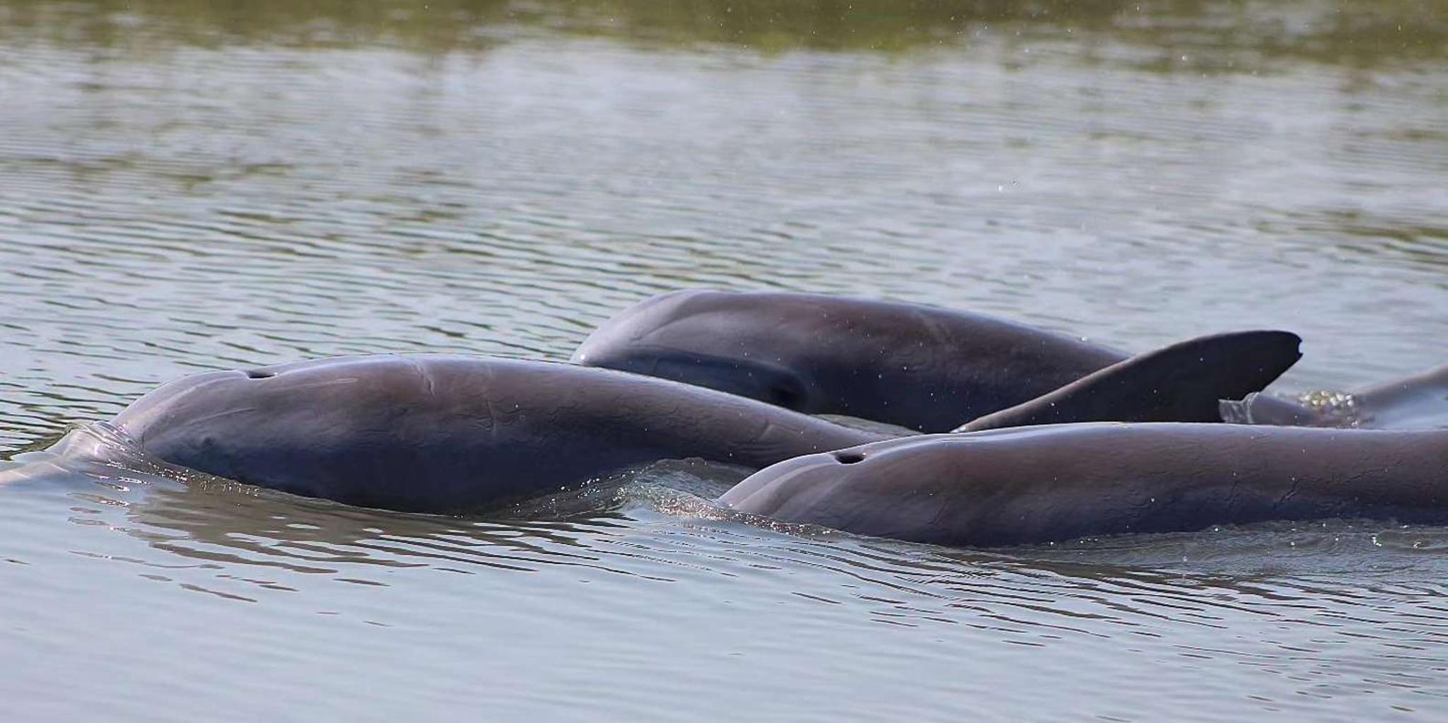 Charleston Dolphin Viewing Boat Tour