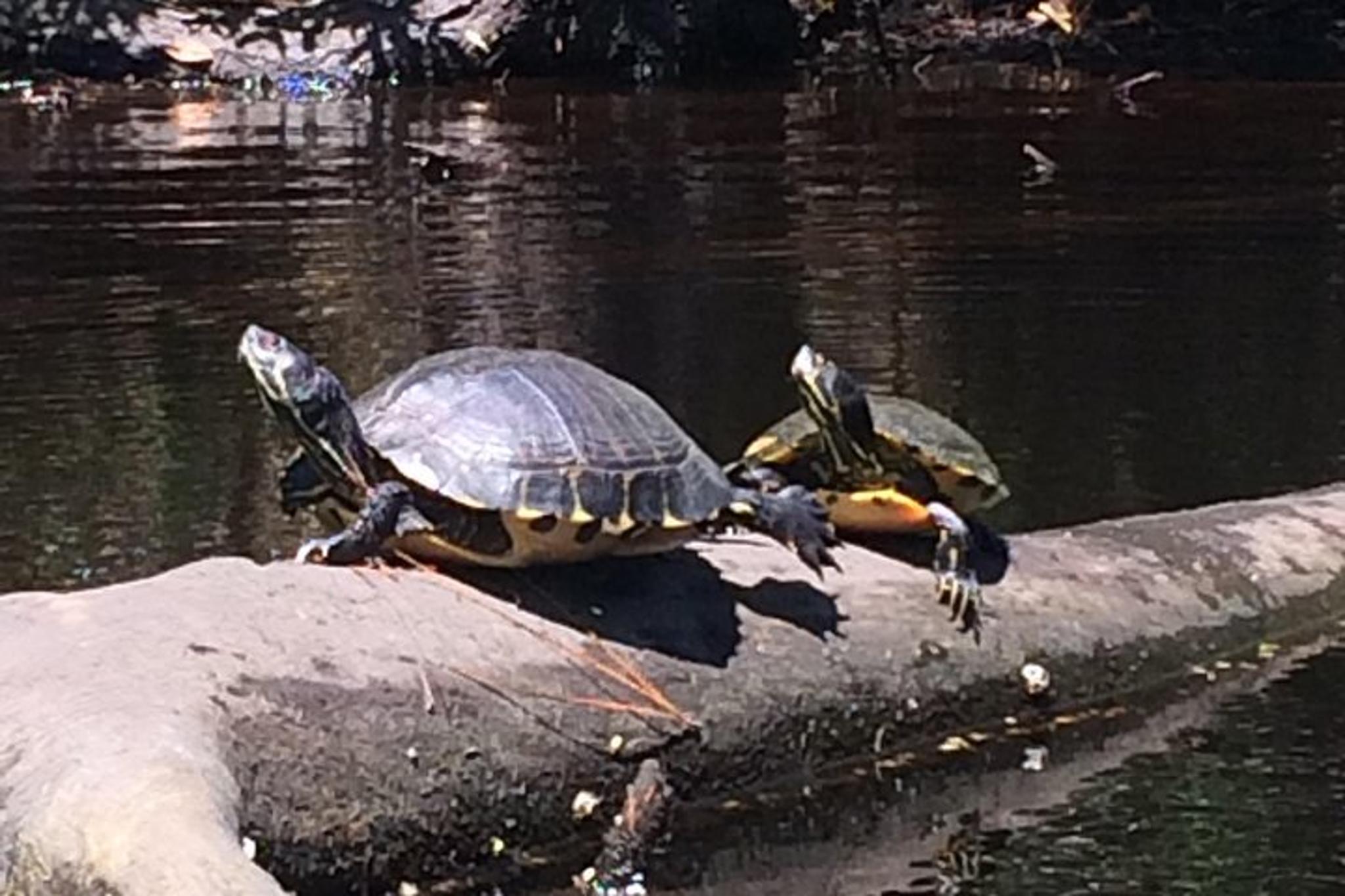 Kitty Hawk Kayak Tour in Maritime Forest
