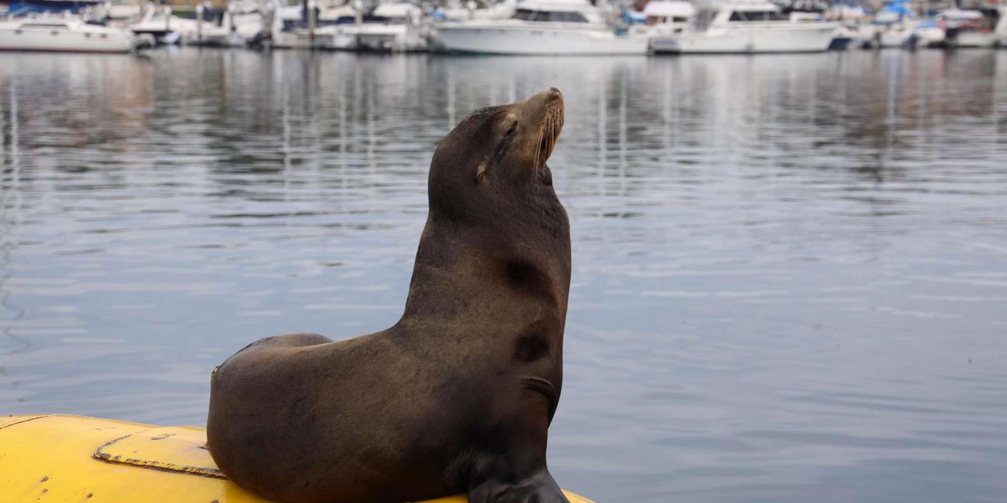 San Diego Whale Watching Cruise 3 hr - Image 2