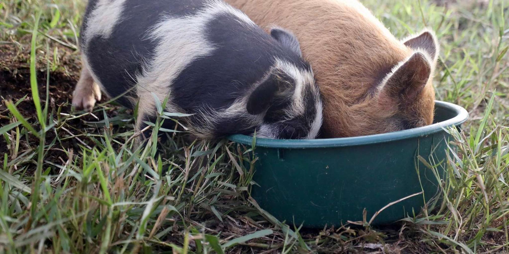 Big Island ATV Farm Tour - Image 3