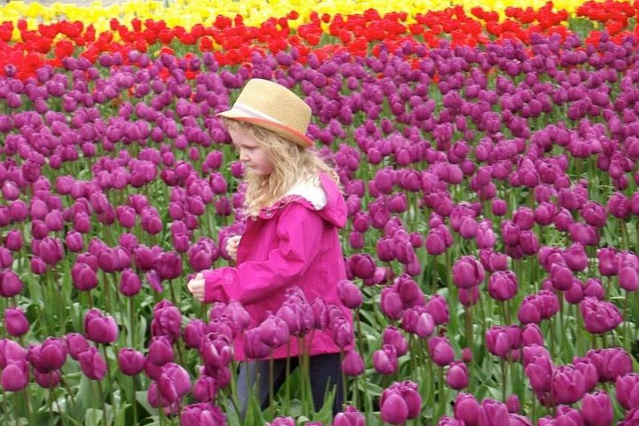 Seattle Skagit Valley Tulip Festival Day Tour - Image 4