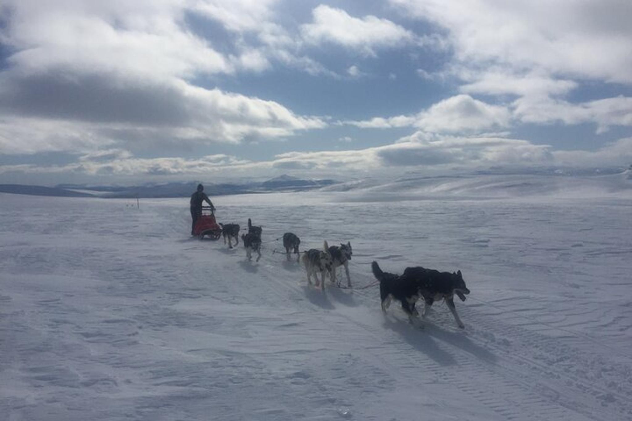 Fairbanks Dogsledding Adventure - Image 4