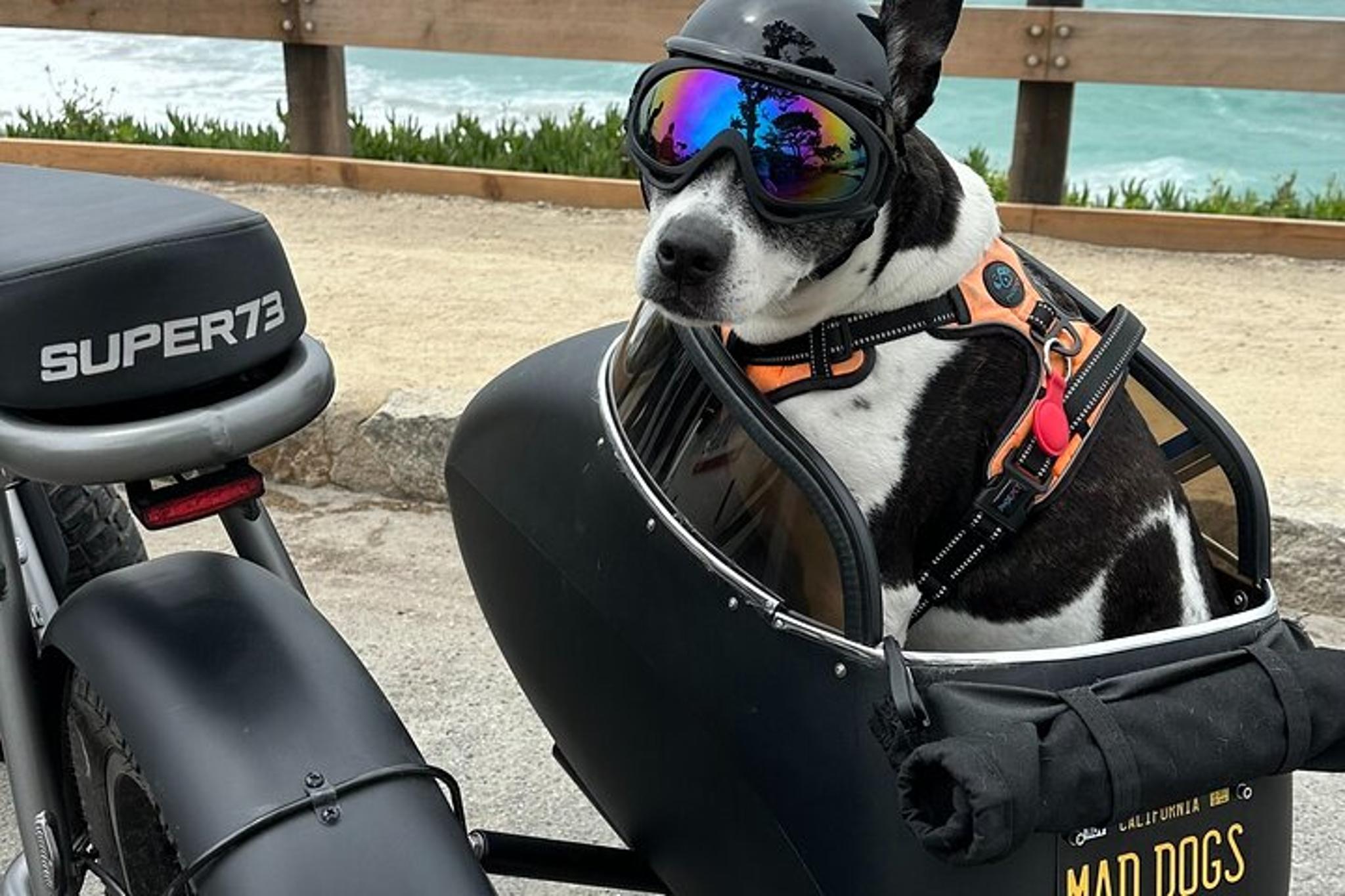 Carmel Electric Bike and Sidecar Tour with Dogs