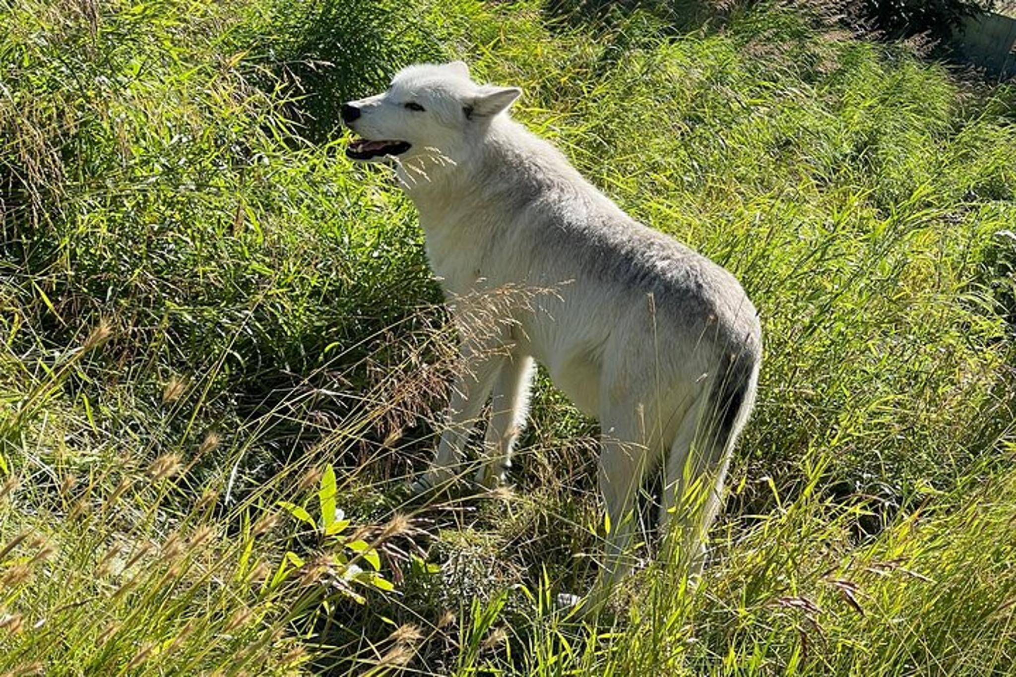 Anchorage Wildlife Sanctuary and Glacier Hike - Image 3