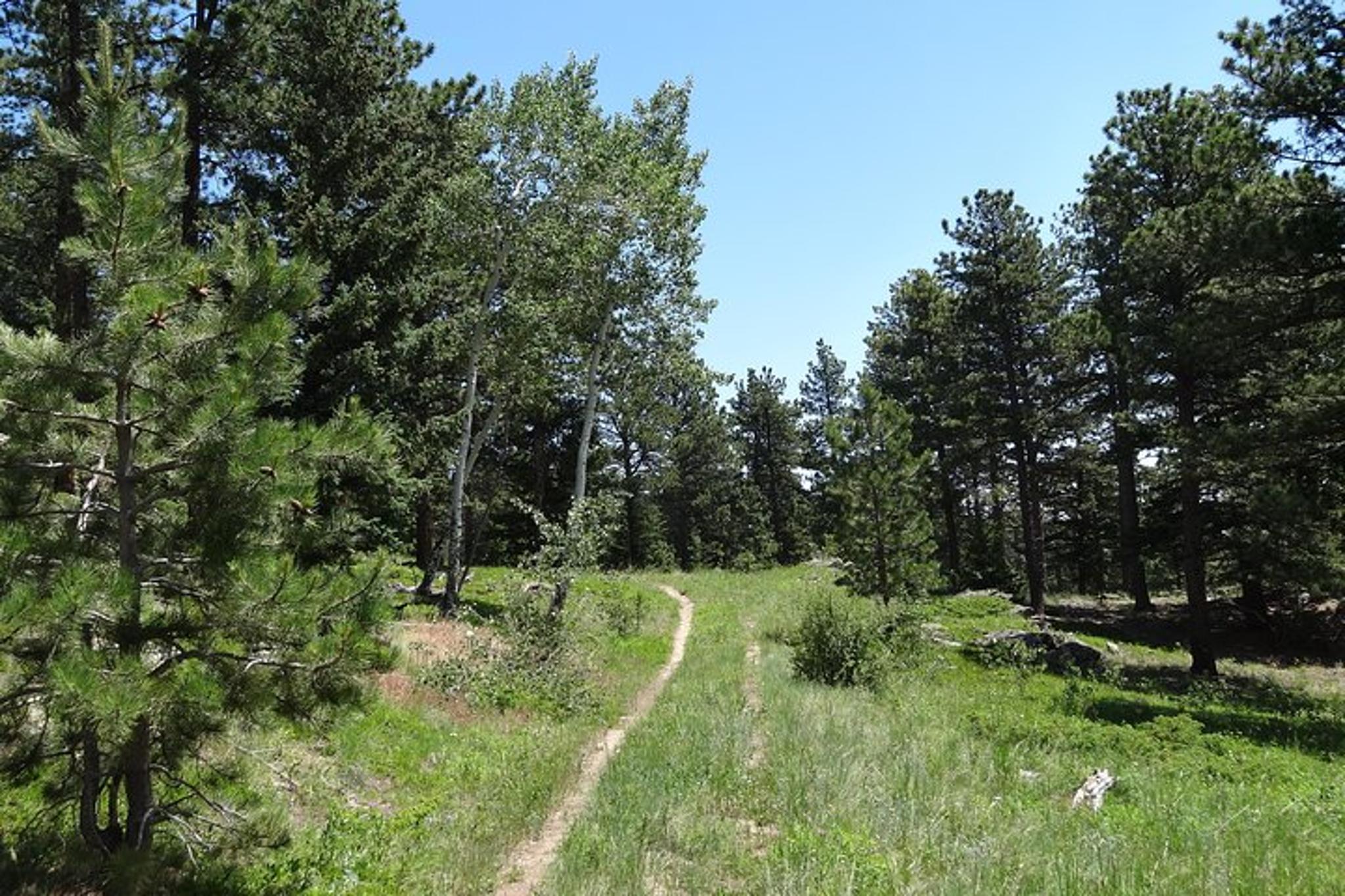 Denver Rockies Hiking Tour Half Day - Image 4