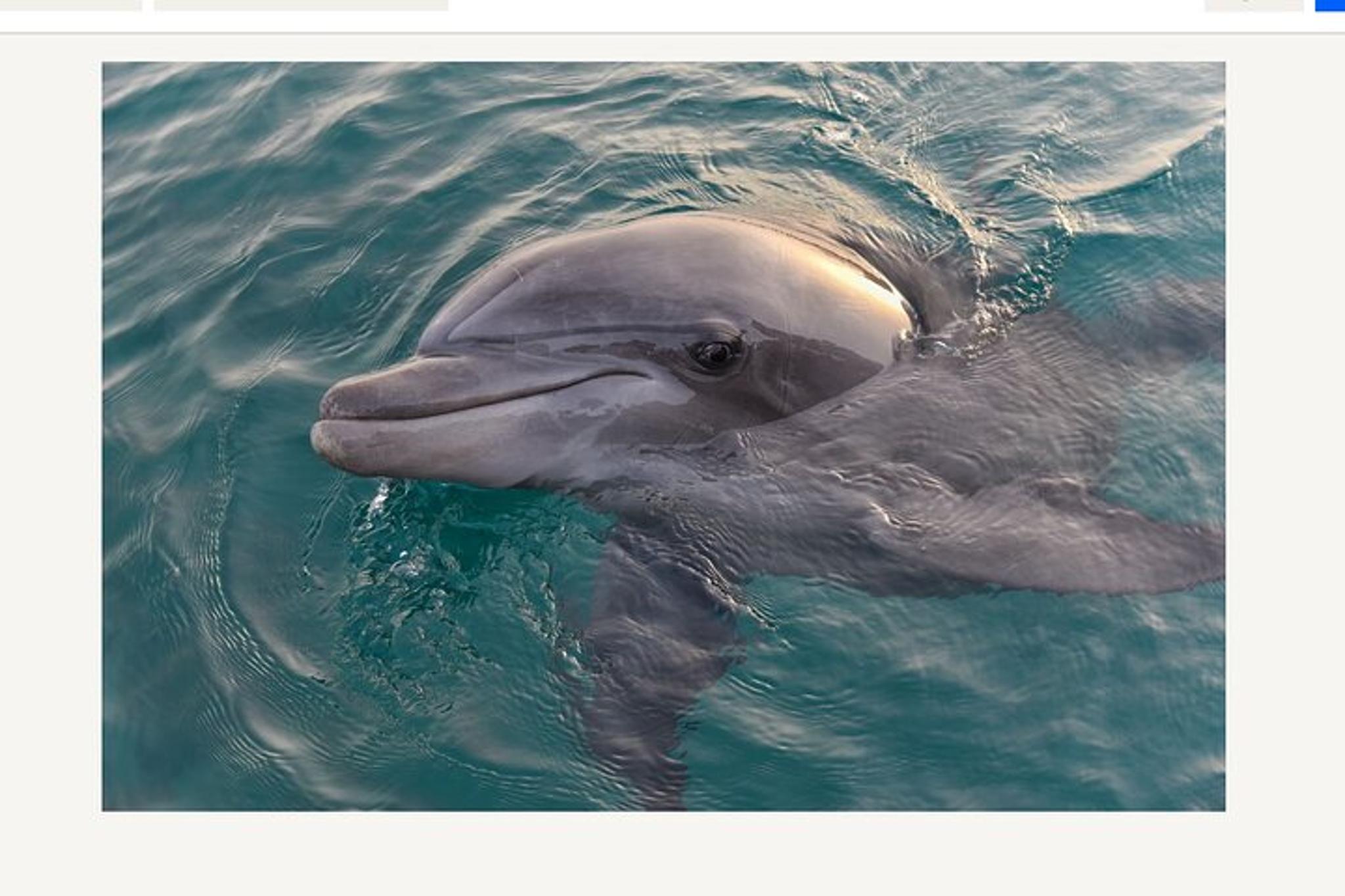 Orange Beach Dolphin Cruise - Image 4