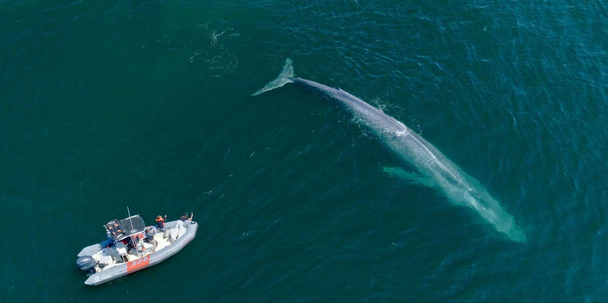San Diego Whale and Dolphin Watching Speedboat Tour