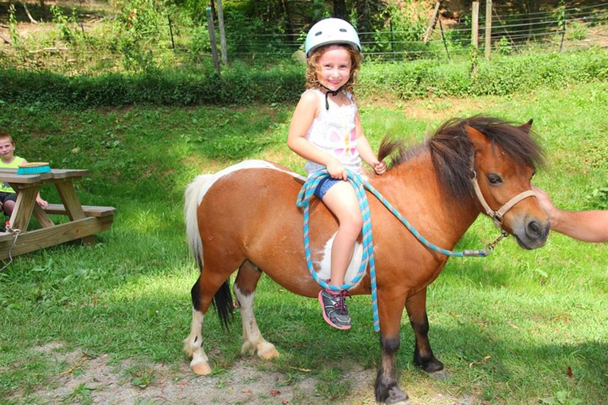 Smoky Mountains Mini Horse Ride - Image 4