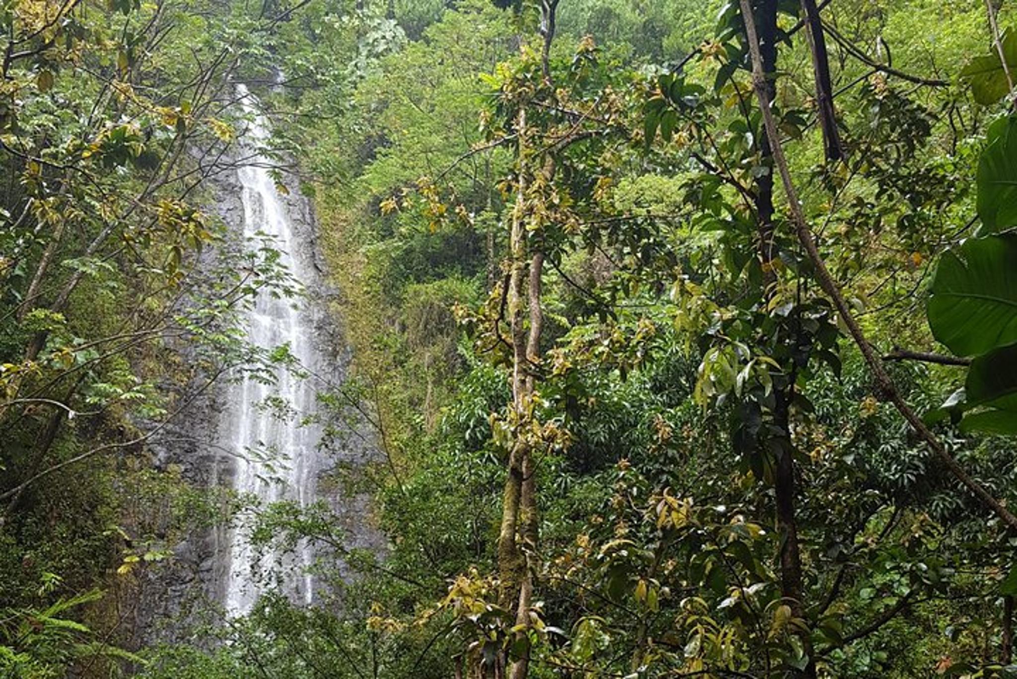 Honolulu Waterfall Hike in Ko‘olau Mountains - Image 4