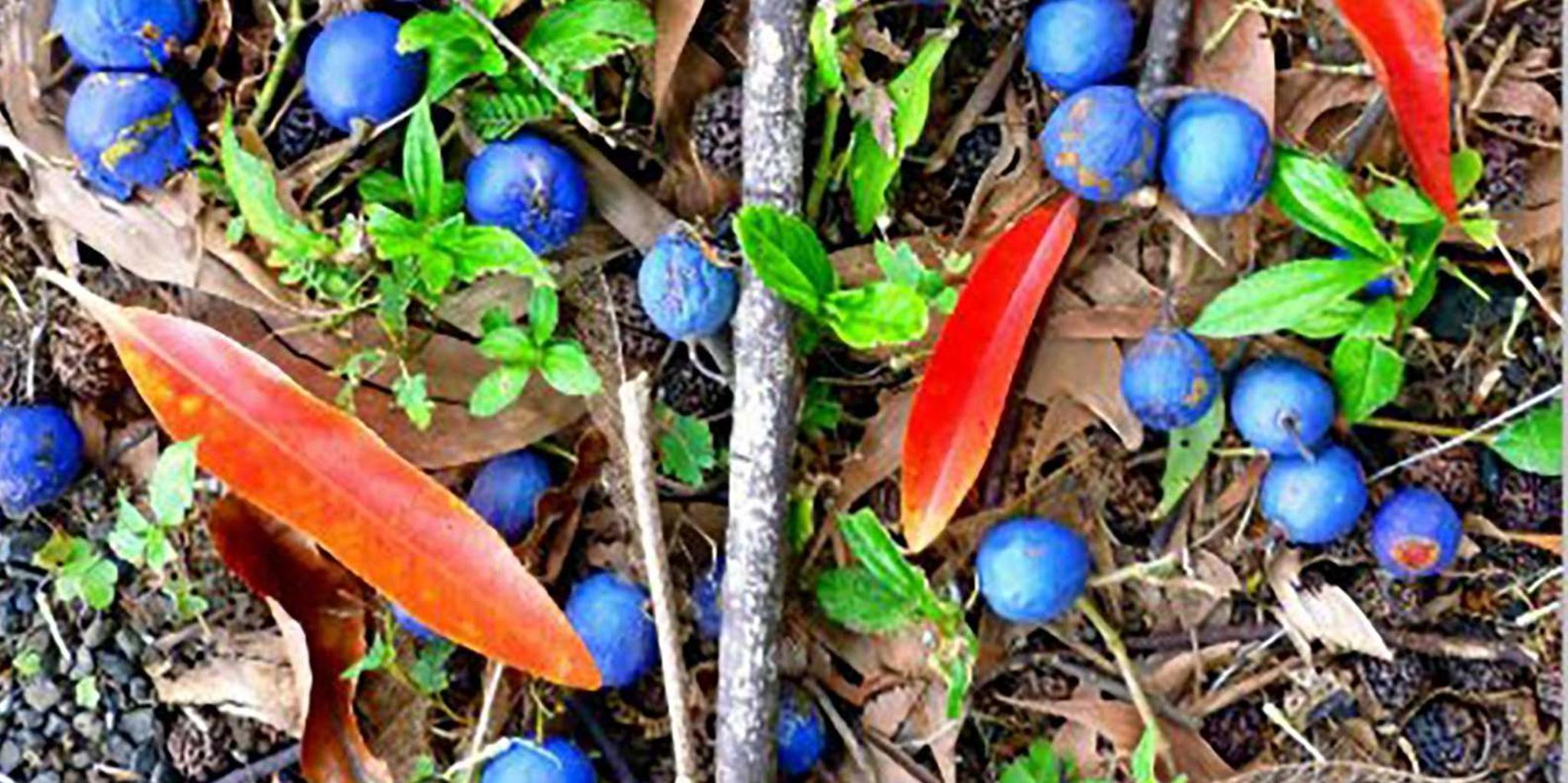 Kona Cloud Forest and Coffee Tour with Turtle Beach - Image 6