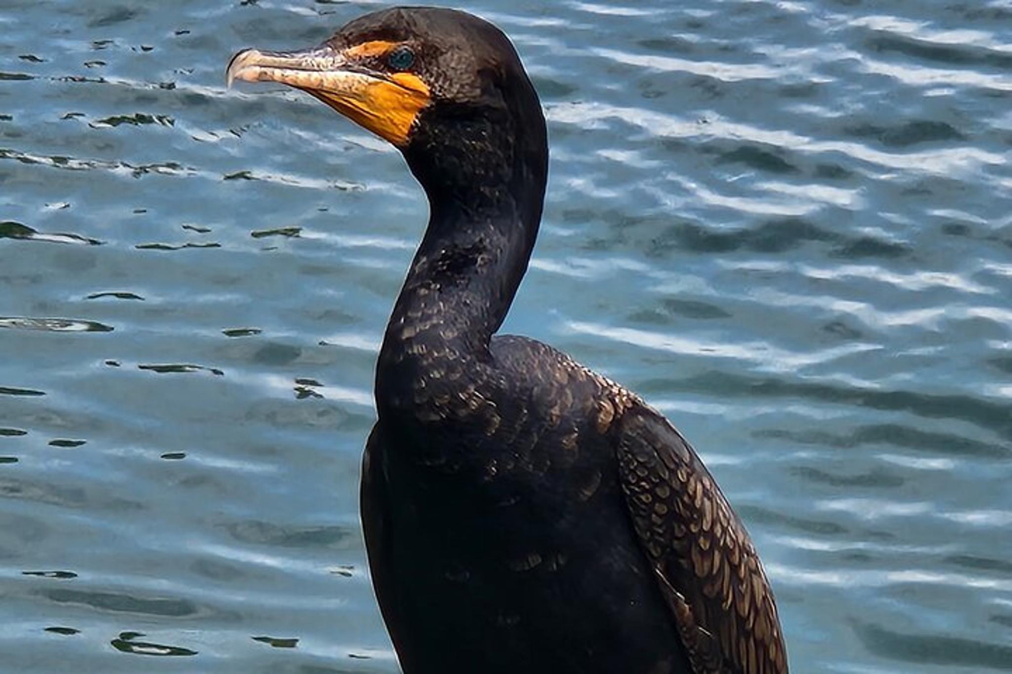 Crystal River Ecological Boat Tour - Image 4
