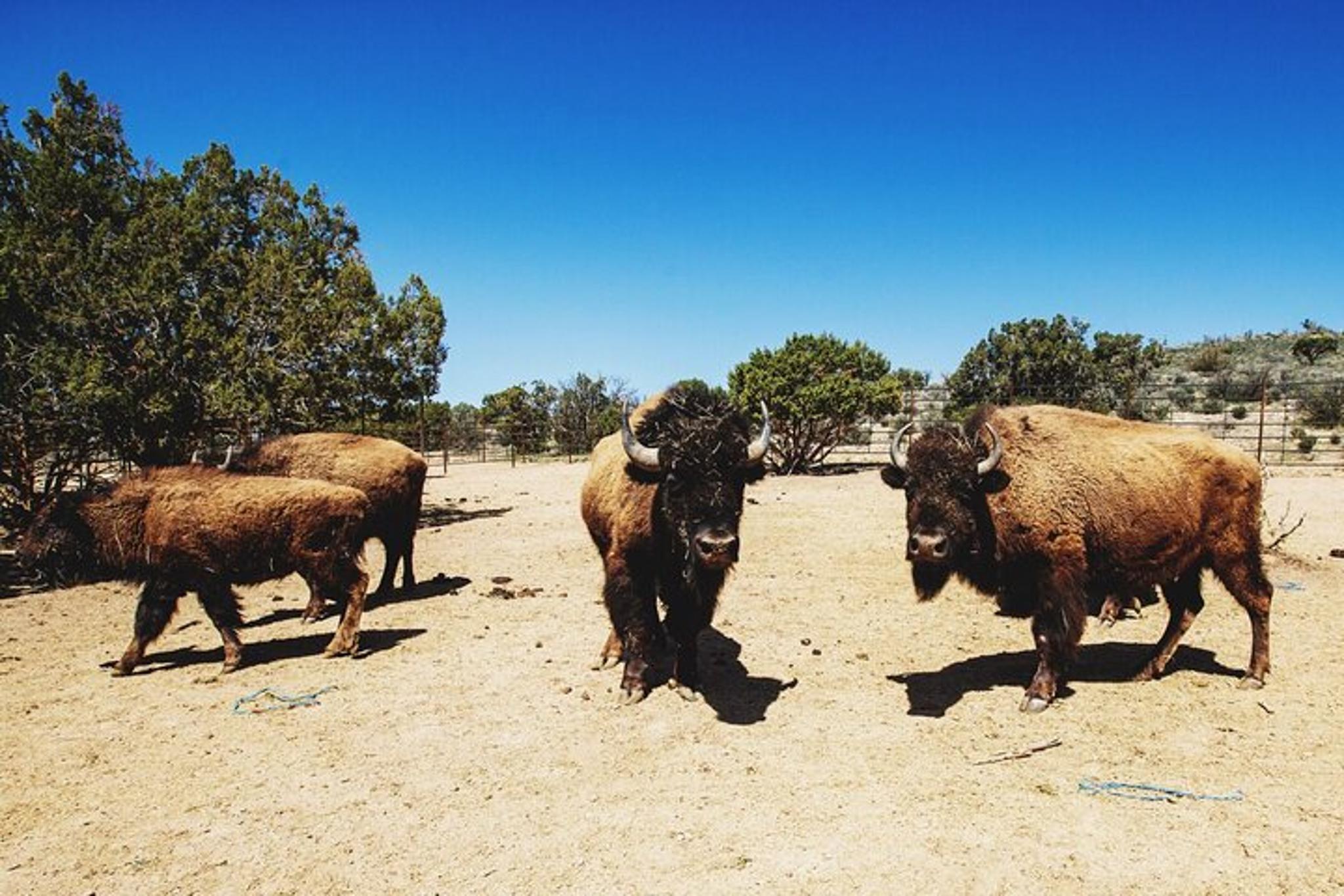 Grand Canyon ATV Ride near West Rim 1 hr - Image 4