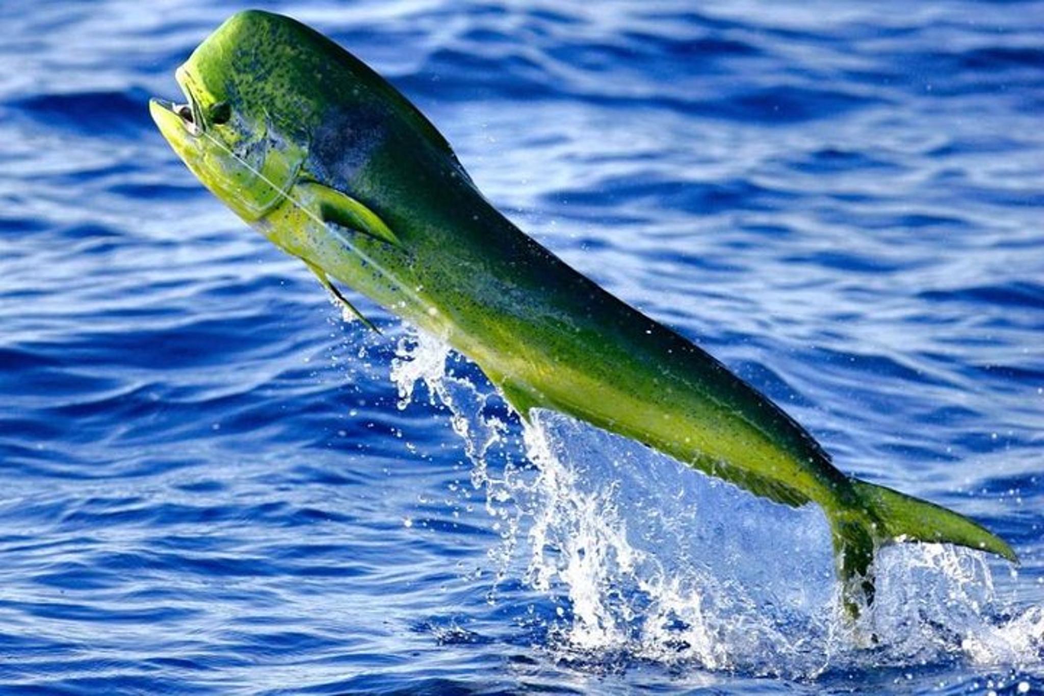 Boca Raton Deep Sea Fishing Trip - Image 4