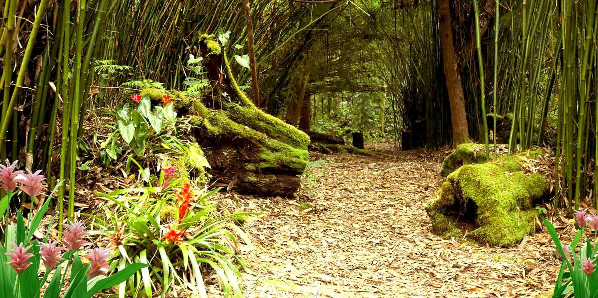 Kona Cloud Forest, Coffee & Sea Turtles Tour