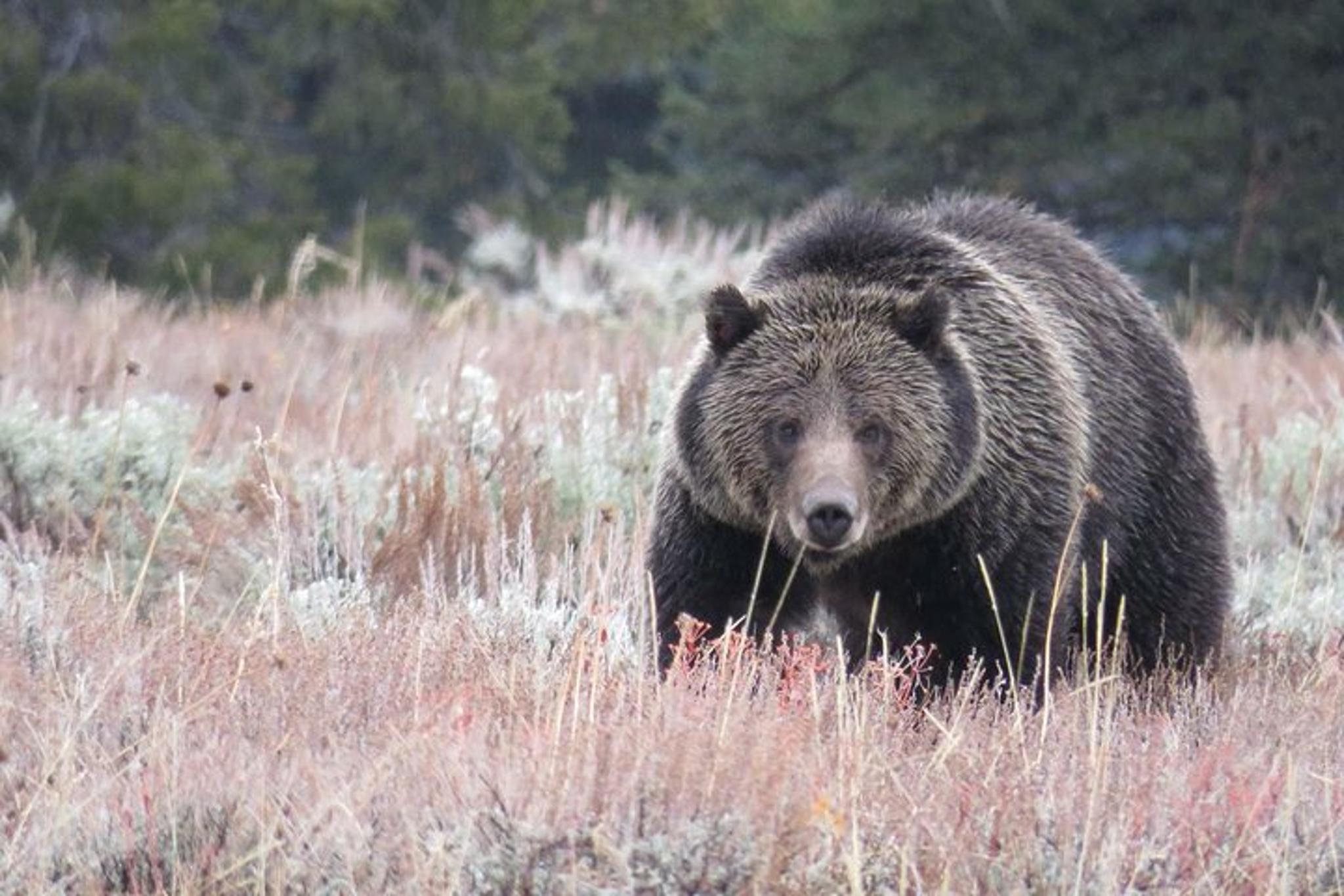 Yellowstone National Park Private Lower Loop Tour - Image 4