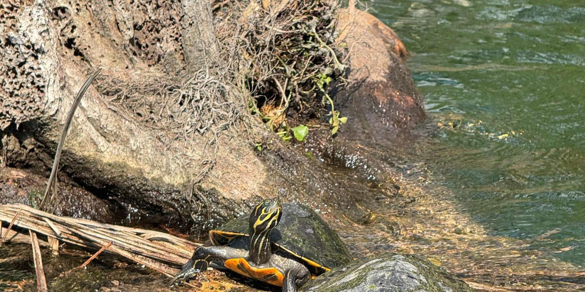 Crystal River Manatee Kayak Tour with Free Photos - Image 1
