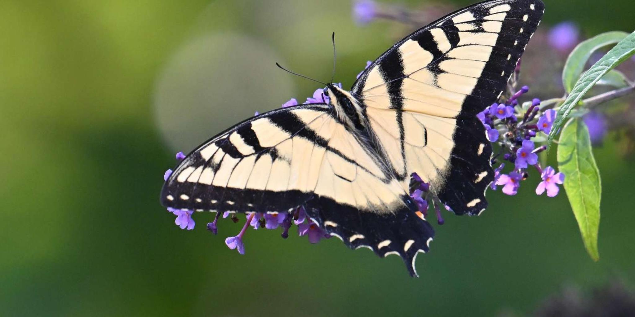 Washington DC Wildlife Photography Tour