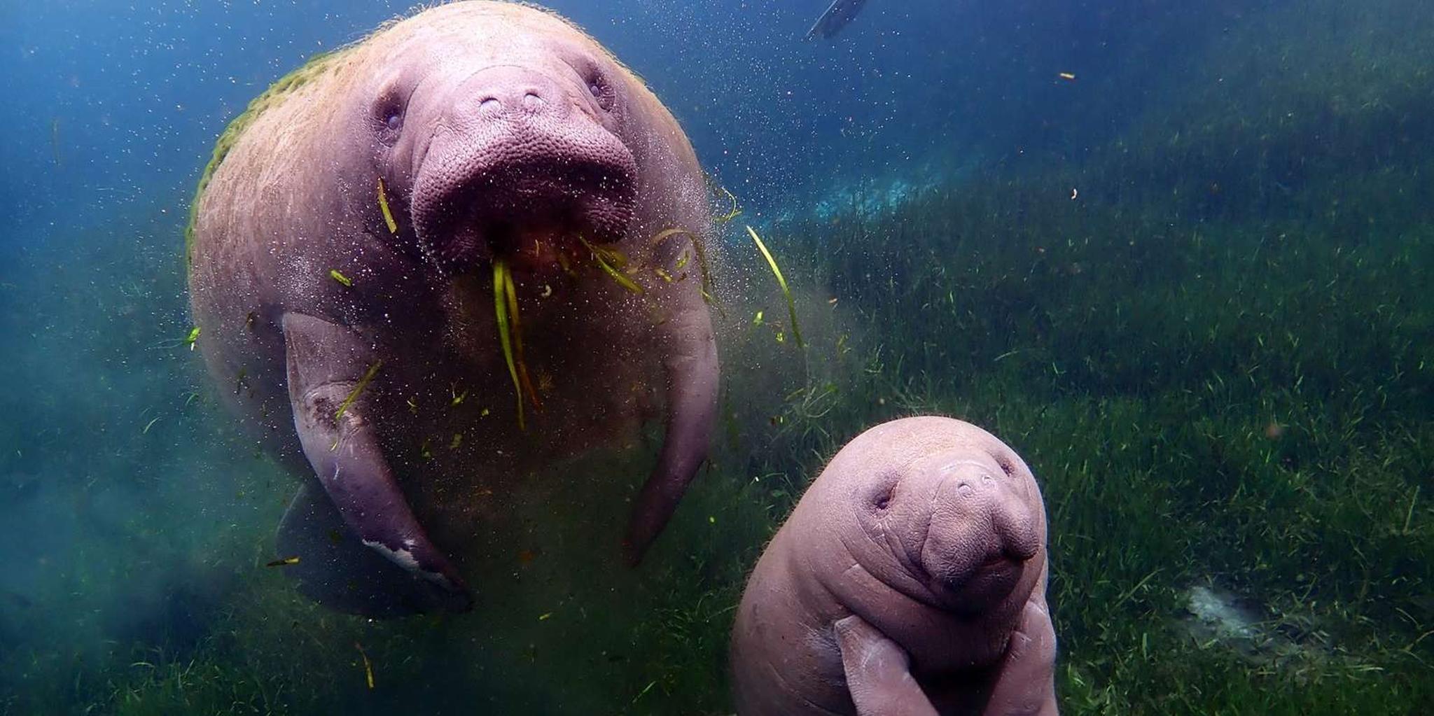 Crystal River Manatee Swim with Photographer 3 hr - Image 6