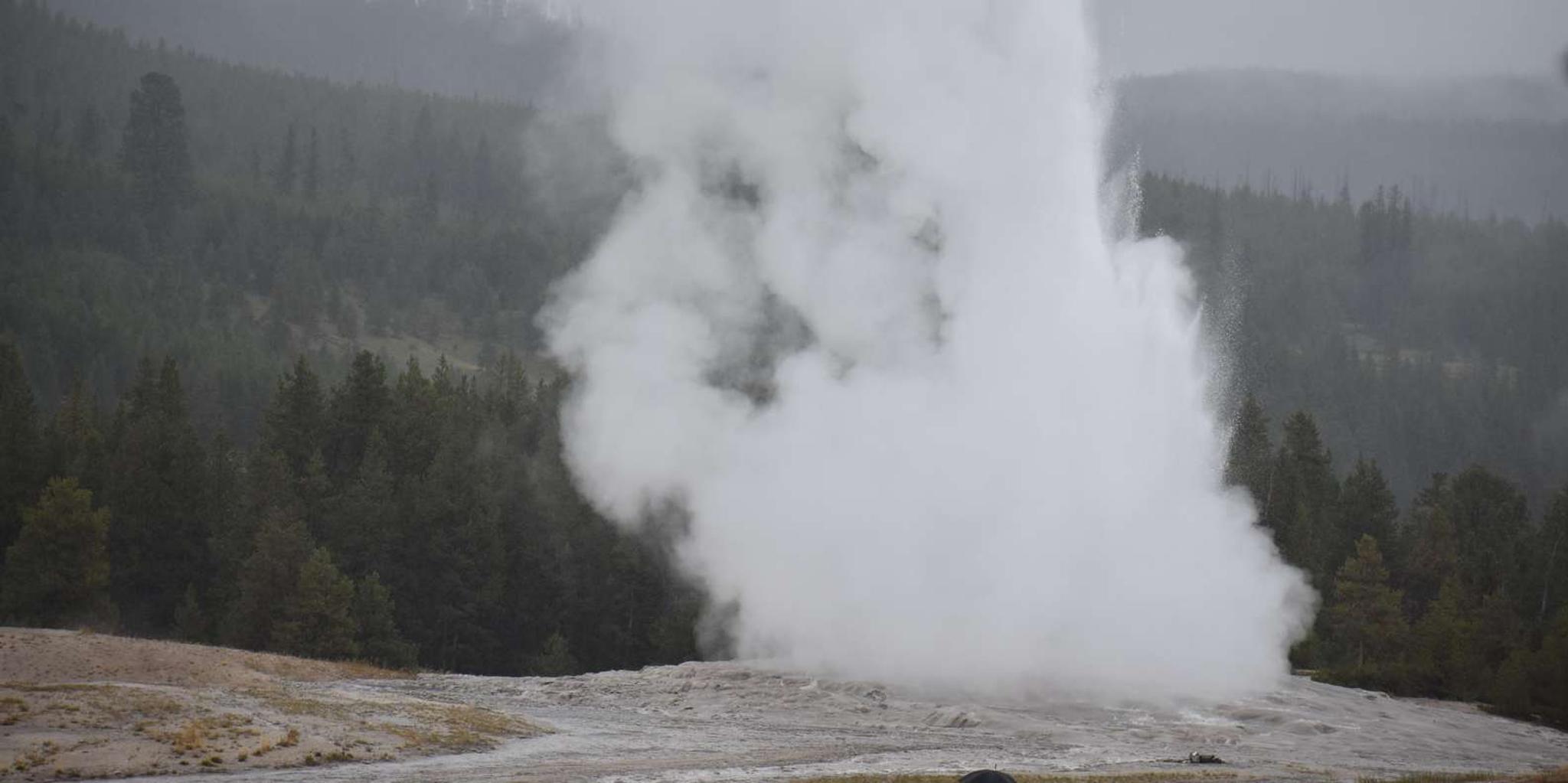 Yellowstone Wildlife Tour with Lunch - Image 5