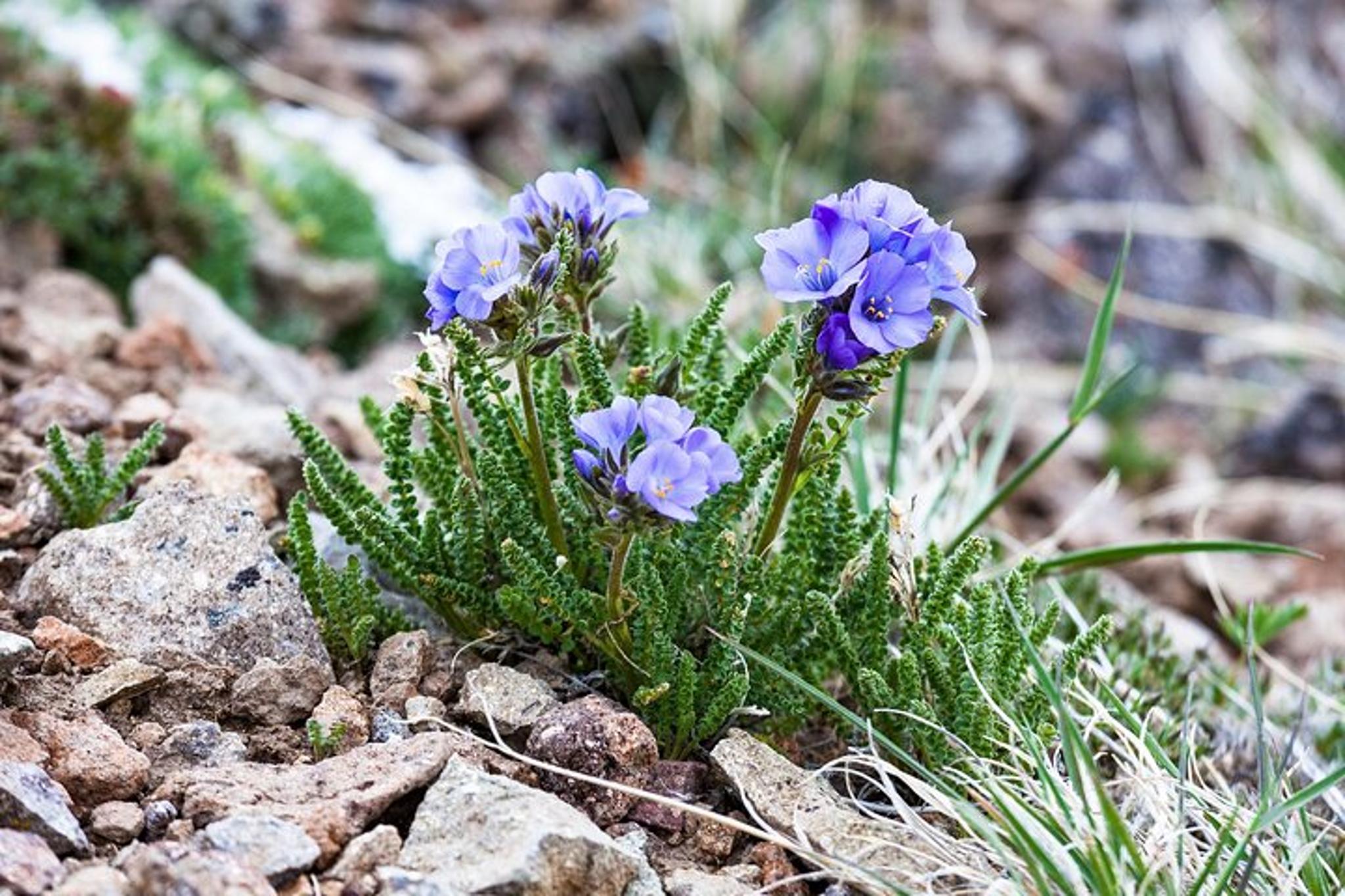 Yellowstone Avalanche Peak Naturalist Day Hike - Image 2