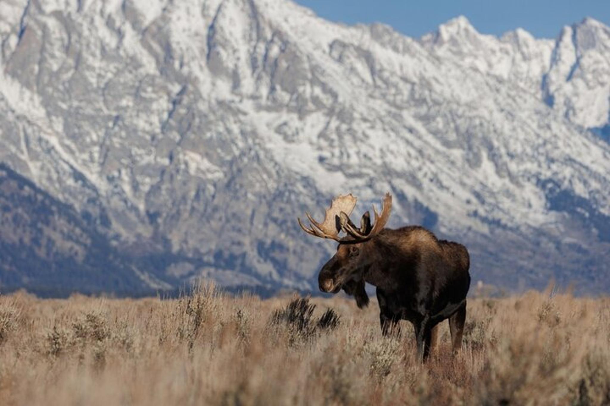 Bozeman Yellowstone Tour - Image 5