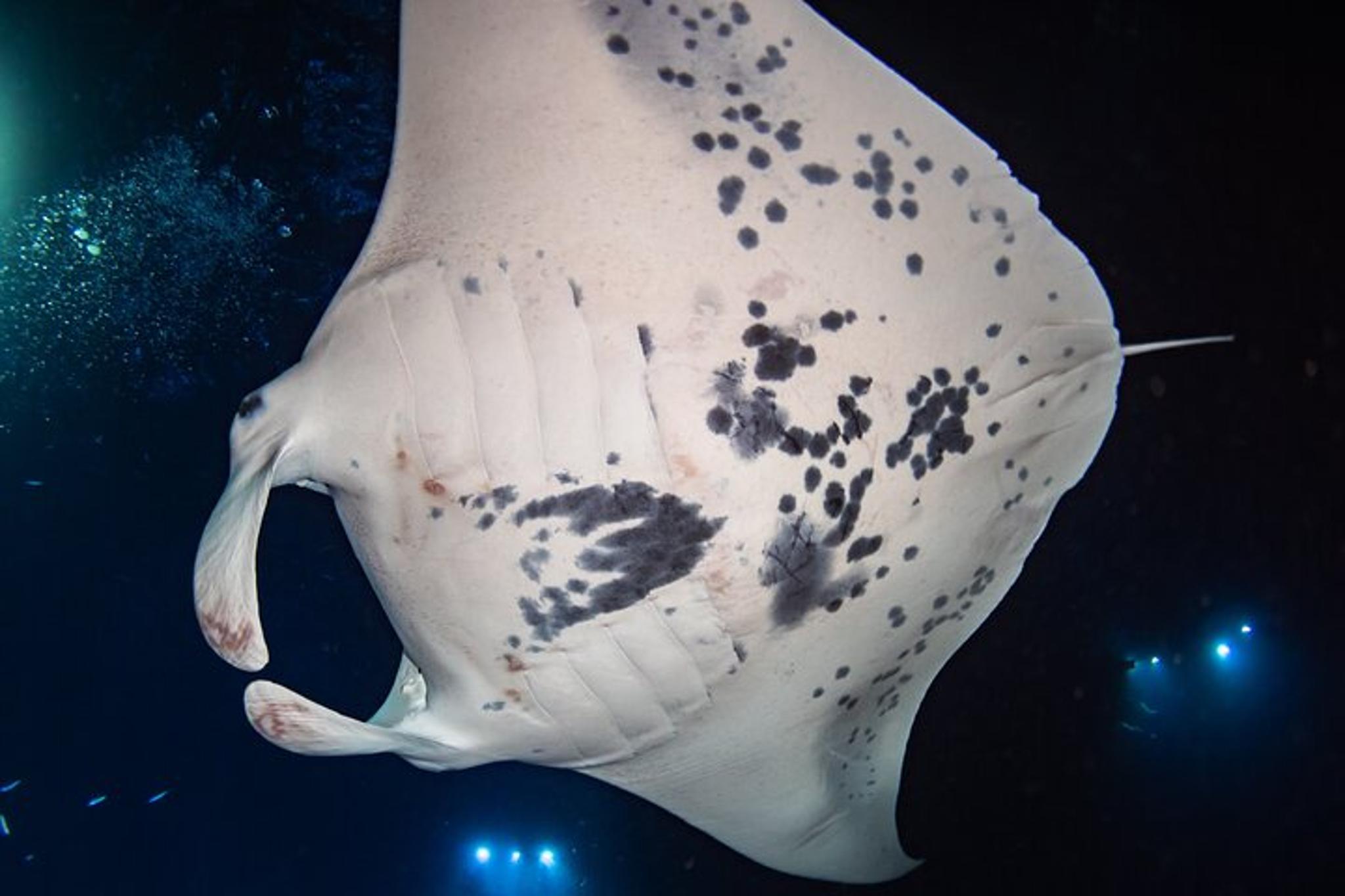 Hawaii Manta Night Dive and Snorkel 3 hr - Image 6