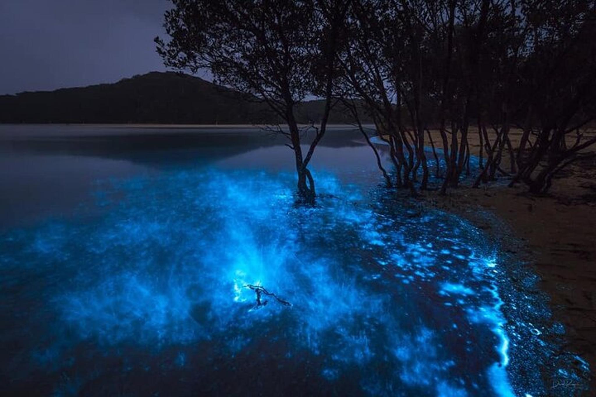 Orlando Bioluminescence Kayak Tour - Image 5