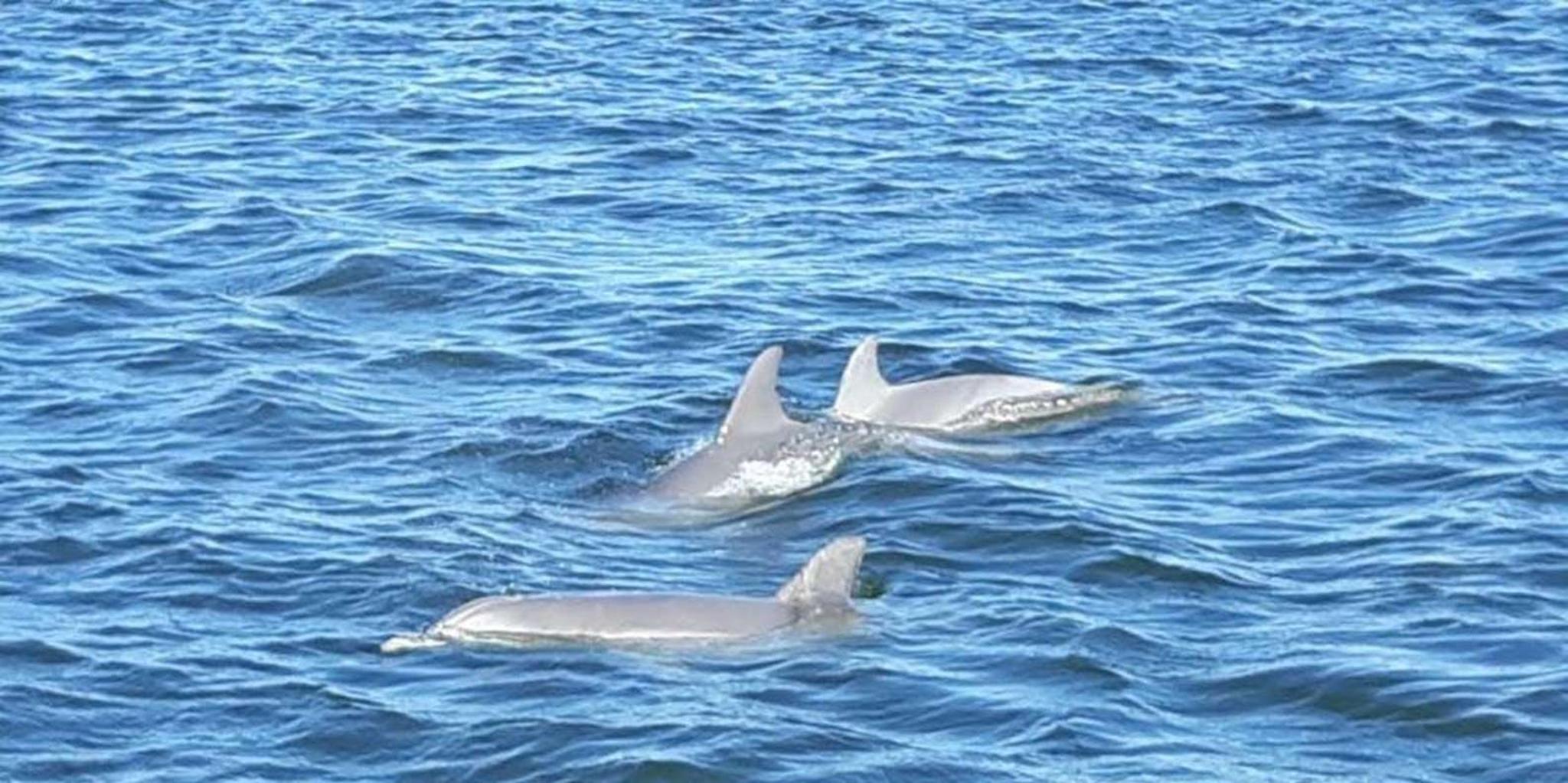 Orange Beach Dolphin Eco Cruise at Sunset - Image 3