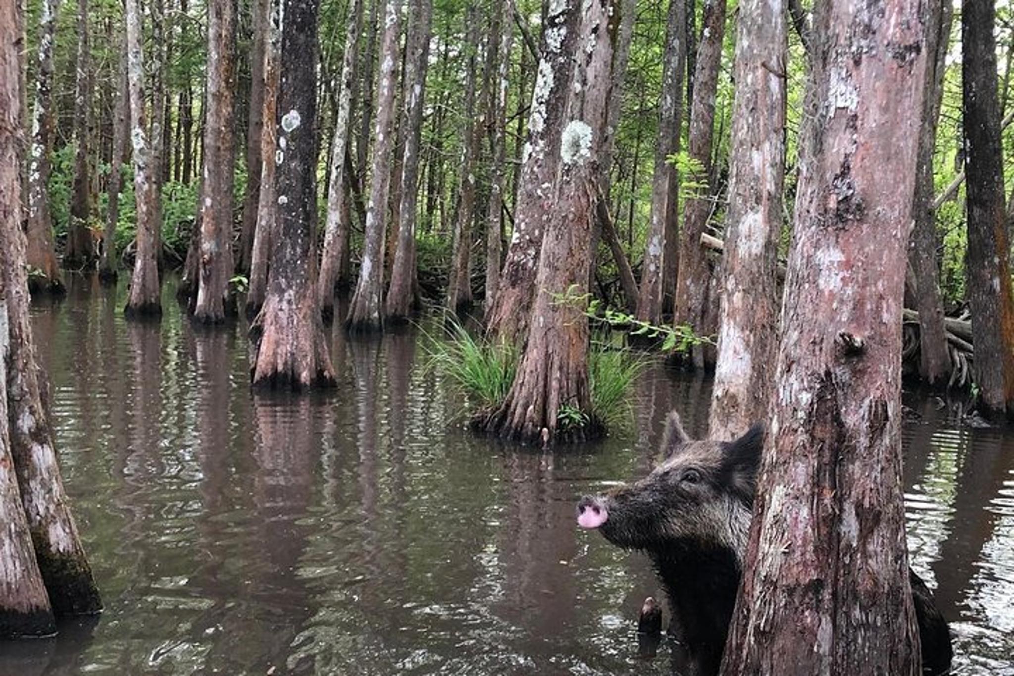 New Orleans Honey Island Swamp Boat Tour - Image 5
