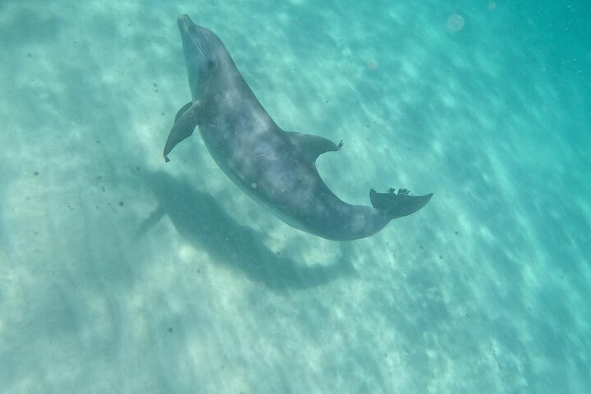 Shell Island Dolphin and Snorkeling Tour 3 hr - Image 5
