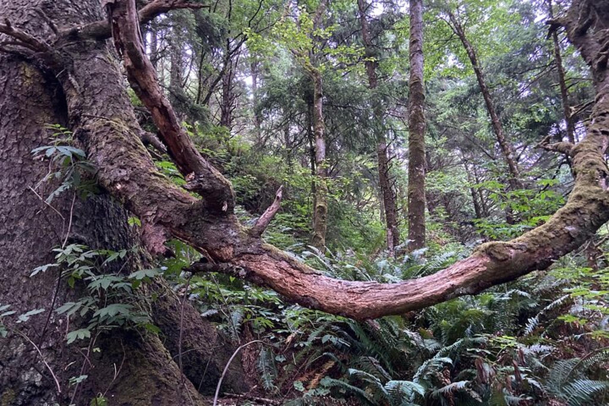Cannon Beach Hiking Tour on the Oregon Coast - Image 5