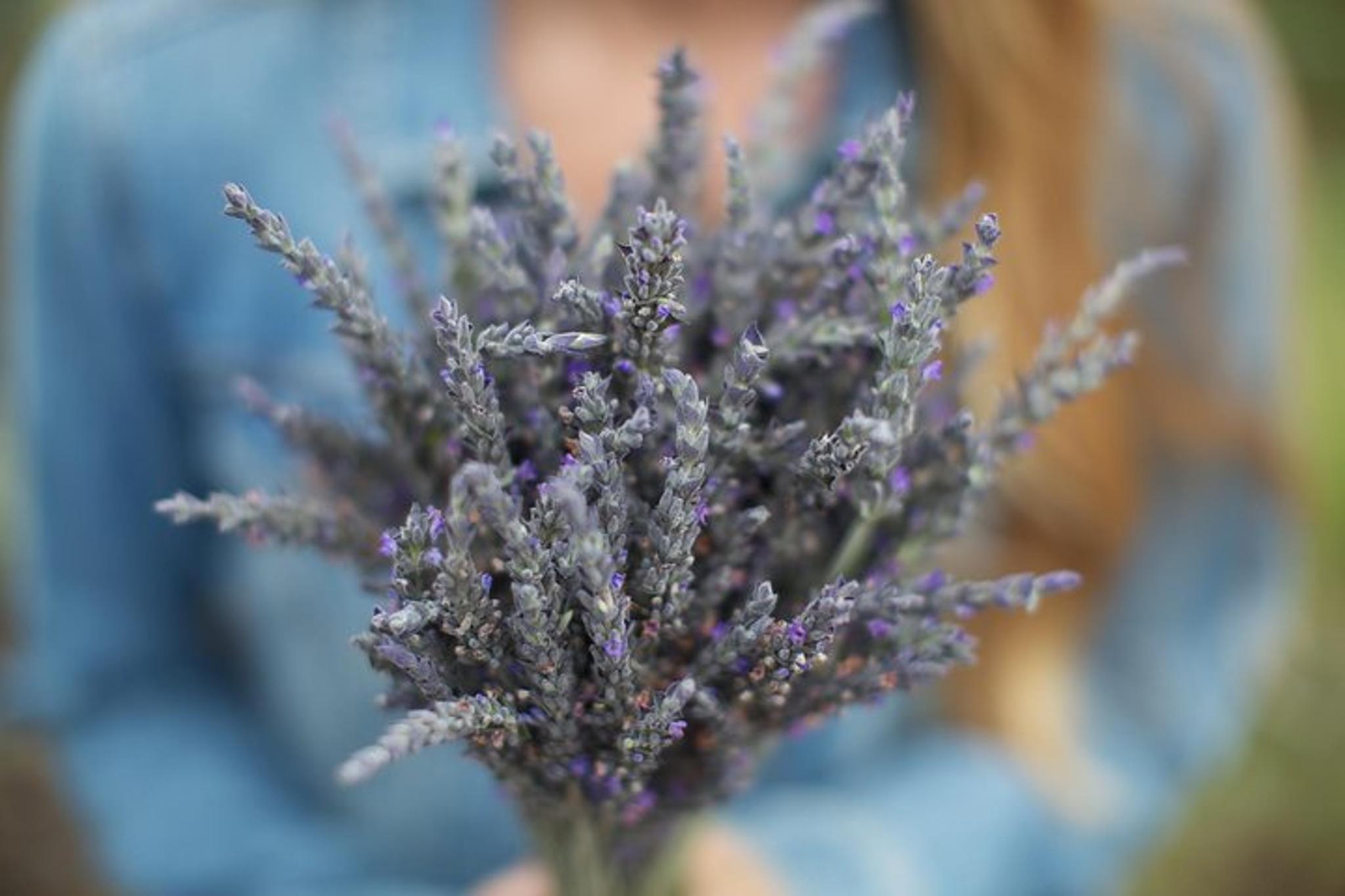 Maui Iao Valley, Distillery and Lavender Farm Tour