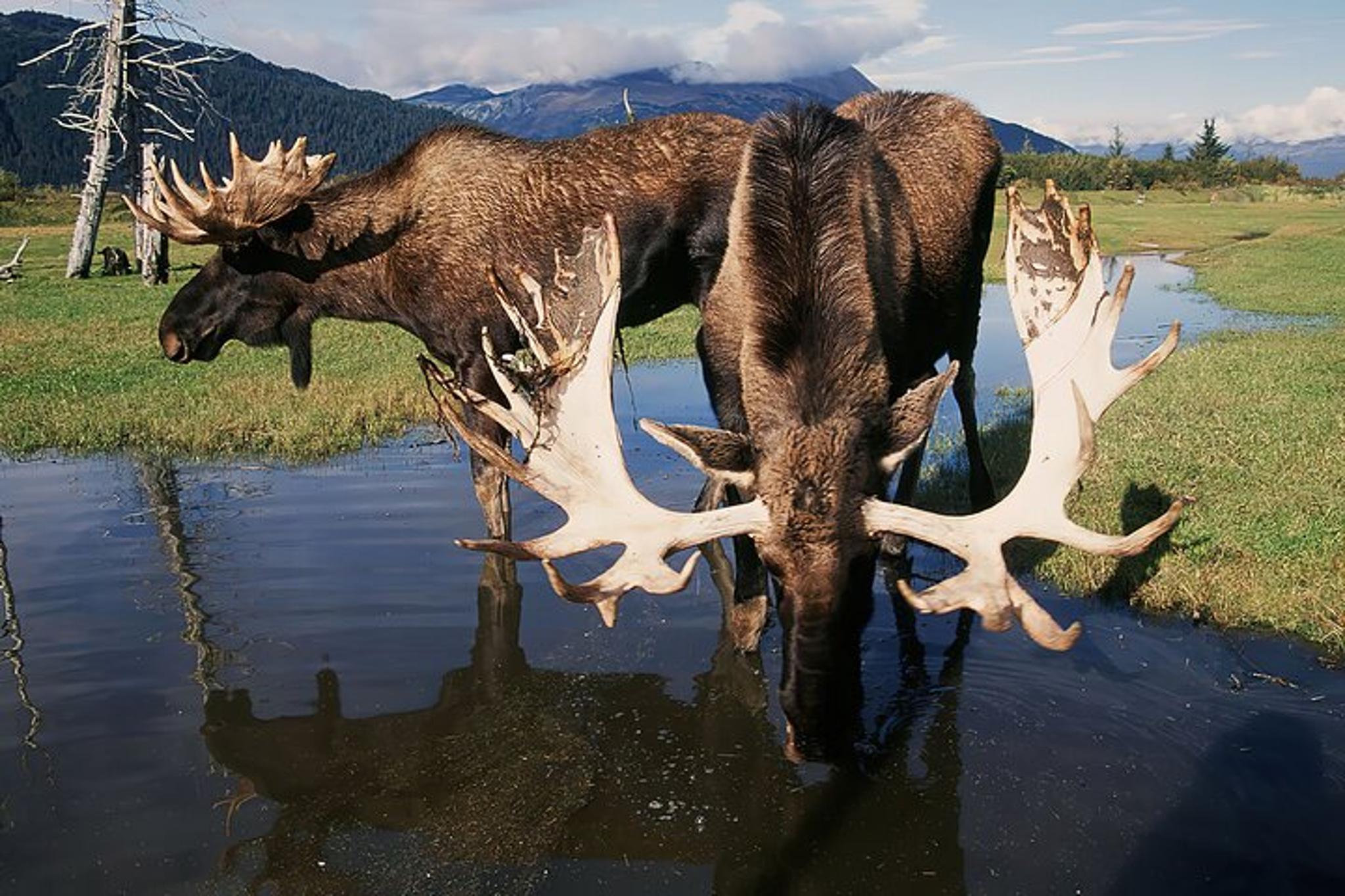 Anchorage Nature Tour with Wildlife Center Visit - Image 3