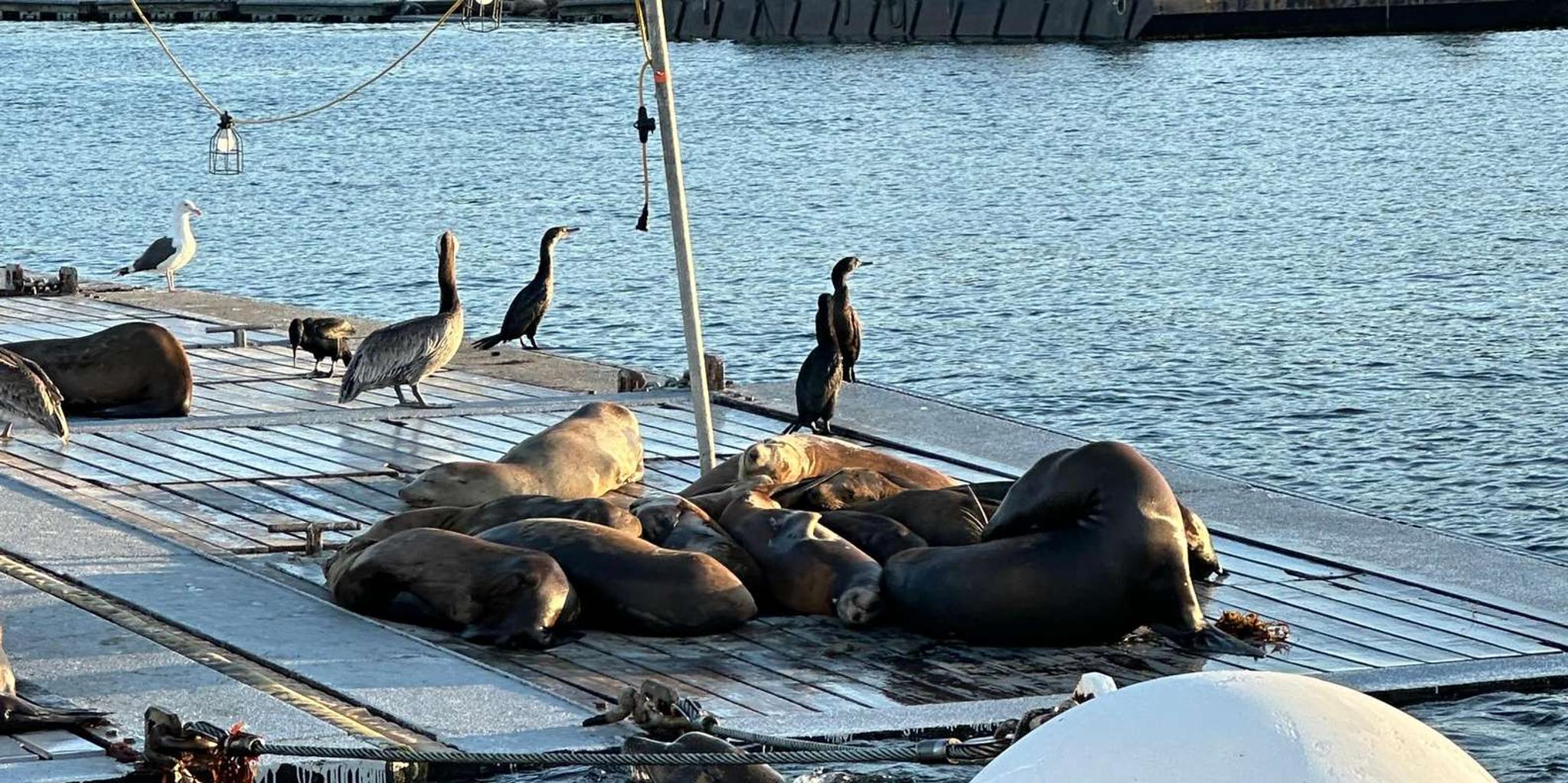 San Diego Sailing Excursion at Sunset - Image 4