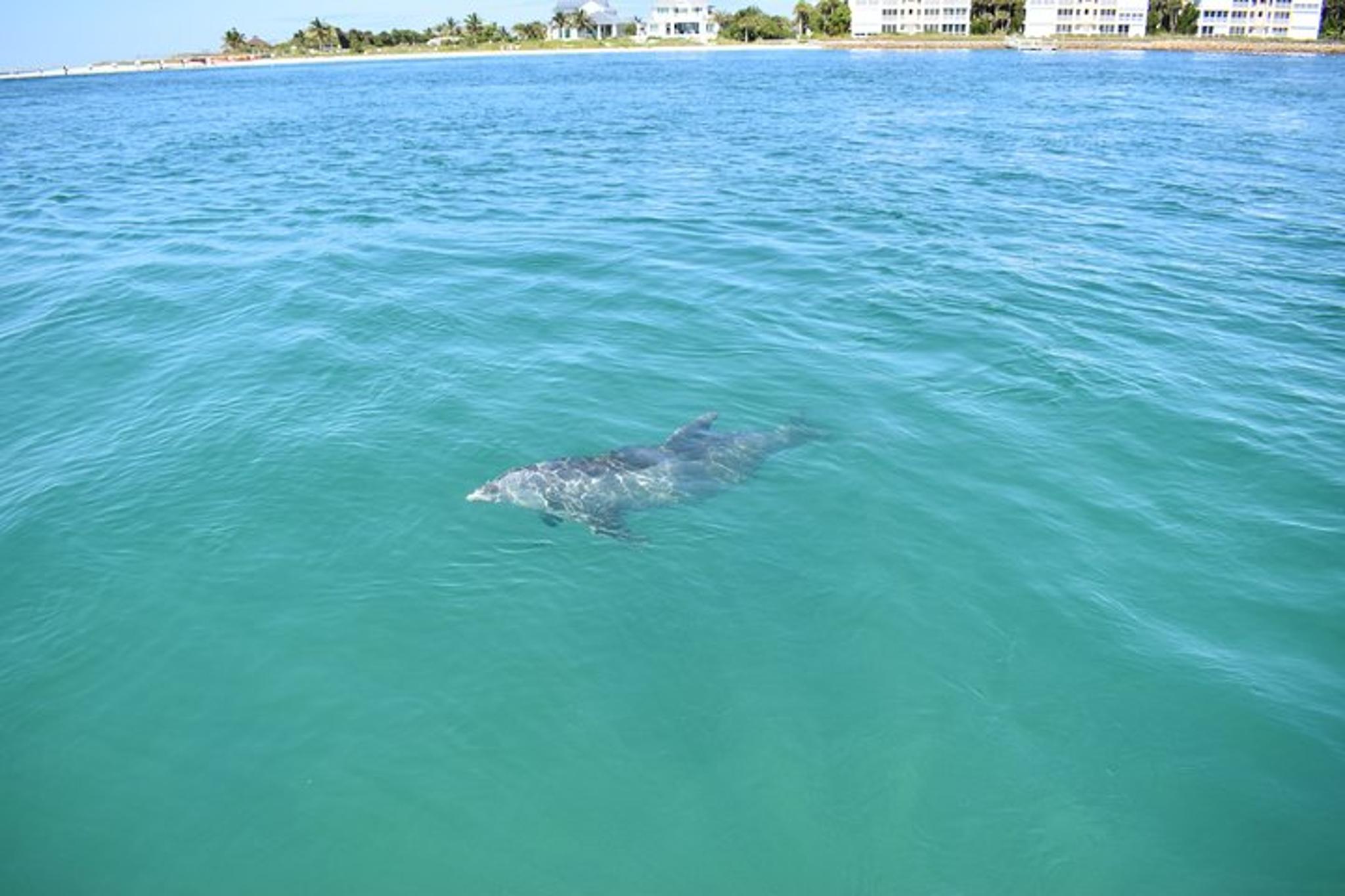 Fort Myers Tiki Boat Beach Tour - Image 4