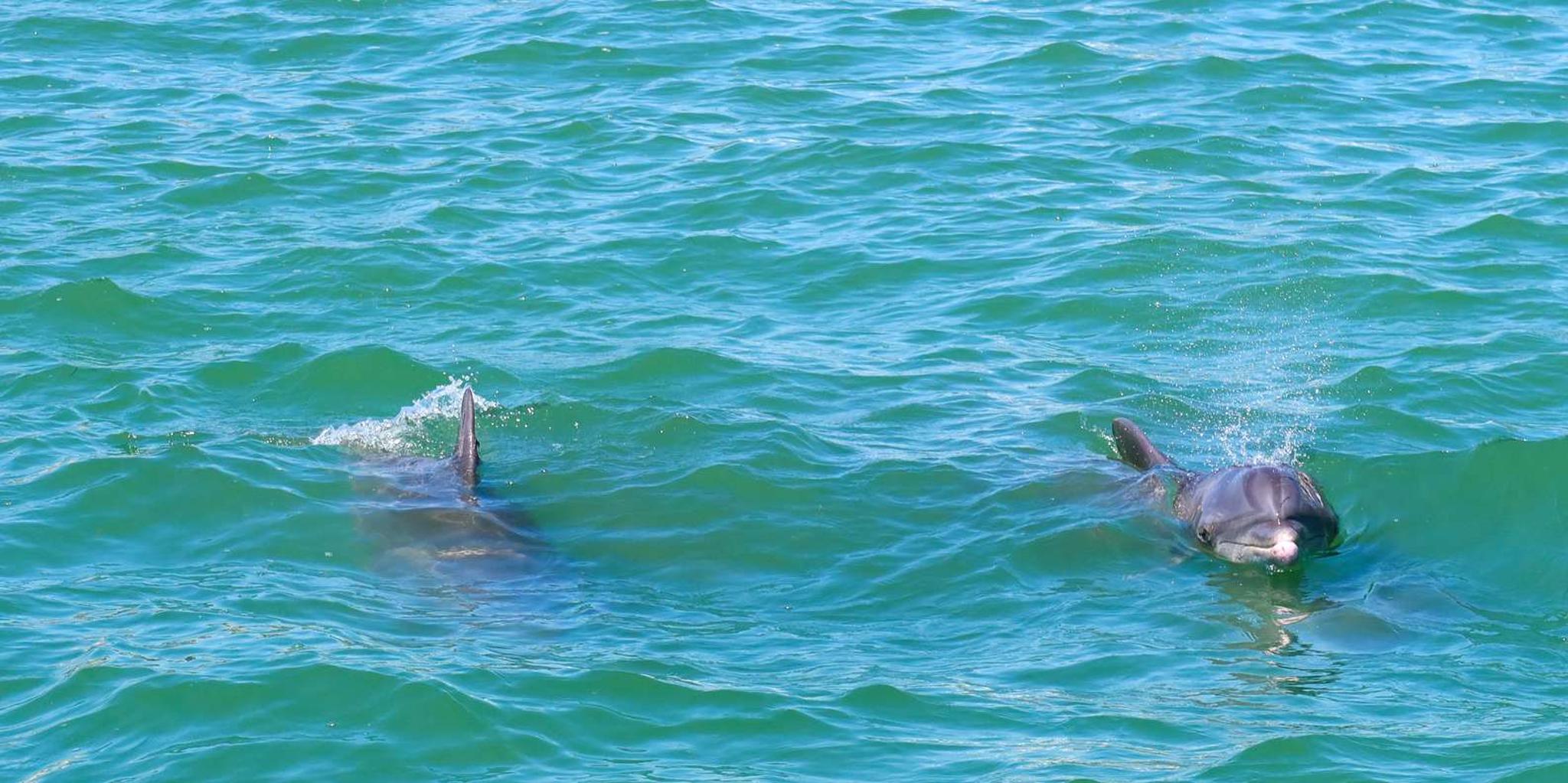 Clearwater Dolphin Cruise and Island Adventure - Image 2