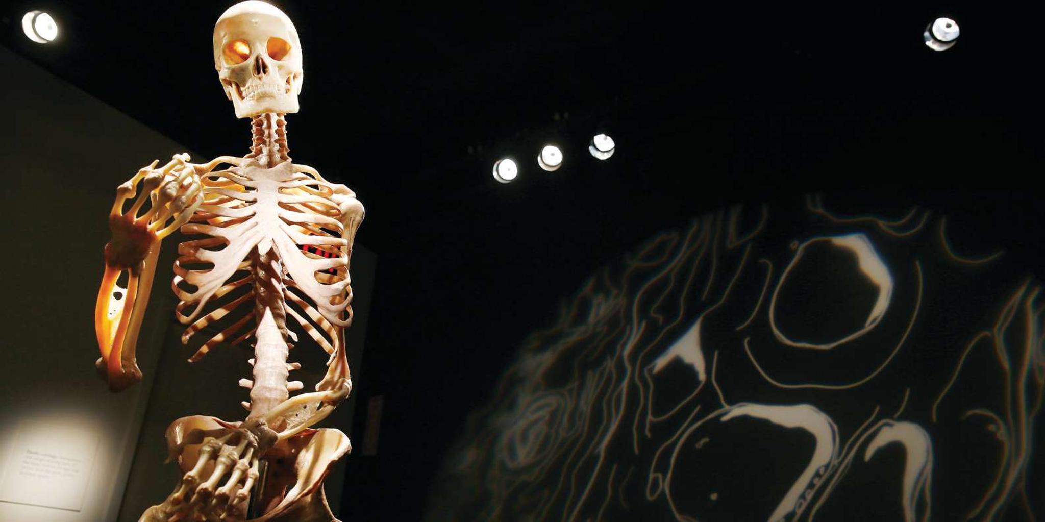 Las Vegas Bodies Exhibition at the Luxor 1 hr - Image 1