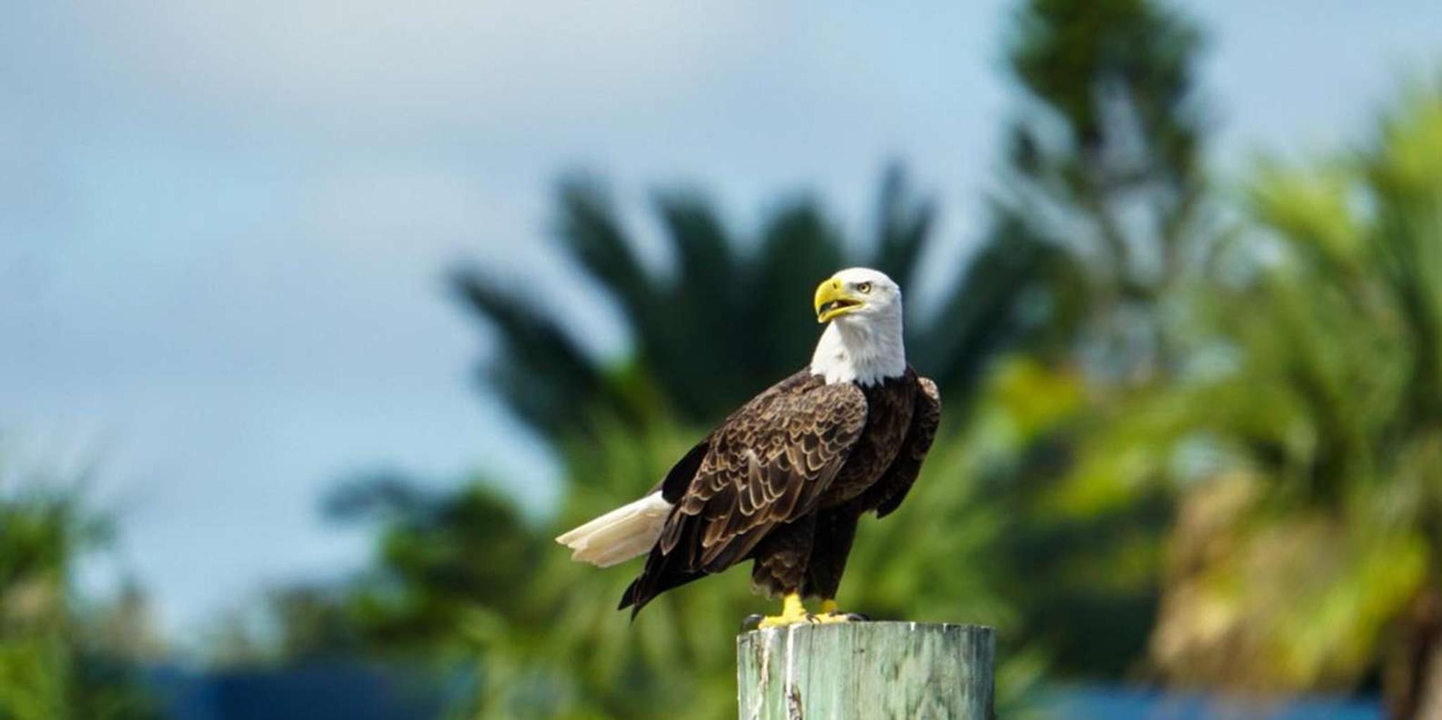 Daytona Beach Halifax River Wildlife Boat Tour