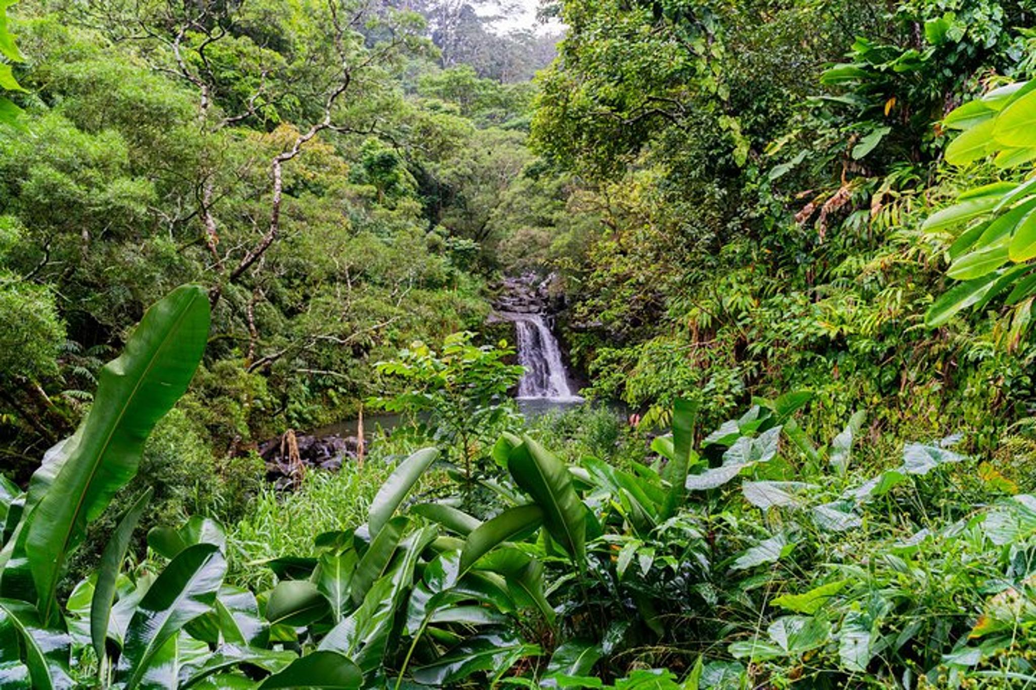 Maui Road to Hana Private Tour - Image 2
