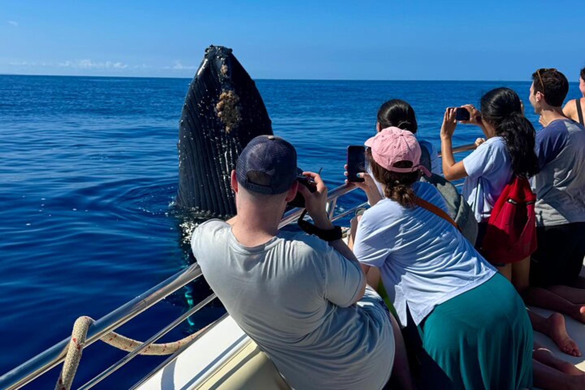 Maui Whale Watching Tour at Midday