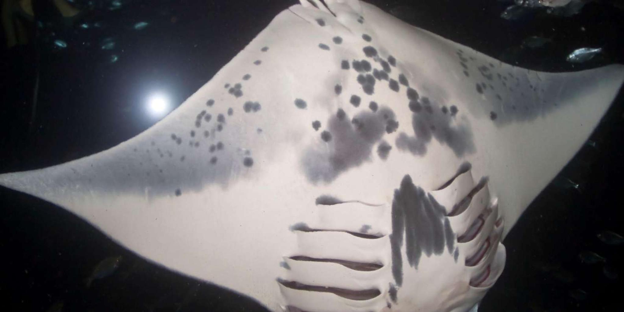 Kona Manta Ray Snorkeling Tour at Sunset - Image 5
