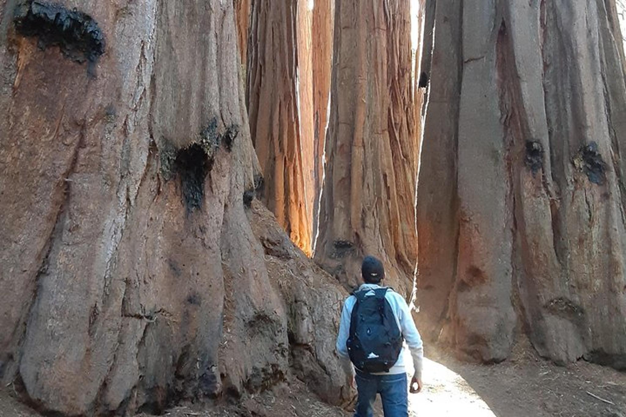 Sequoia National Park Private Hiking Tour - Image 6
