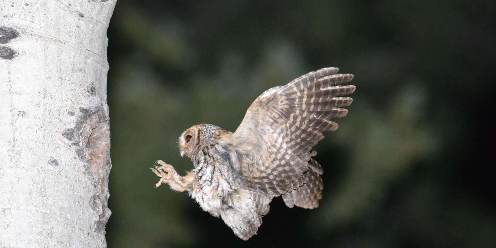 Estes Park Birds of Colorado Speaker Series - Image 2